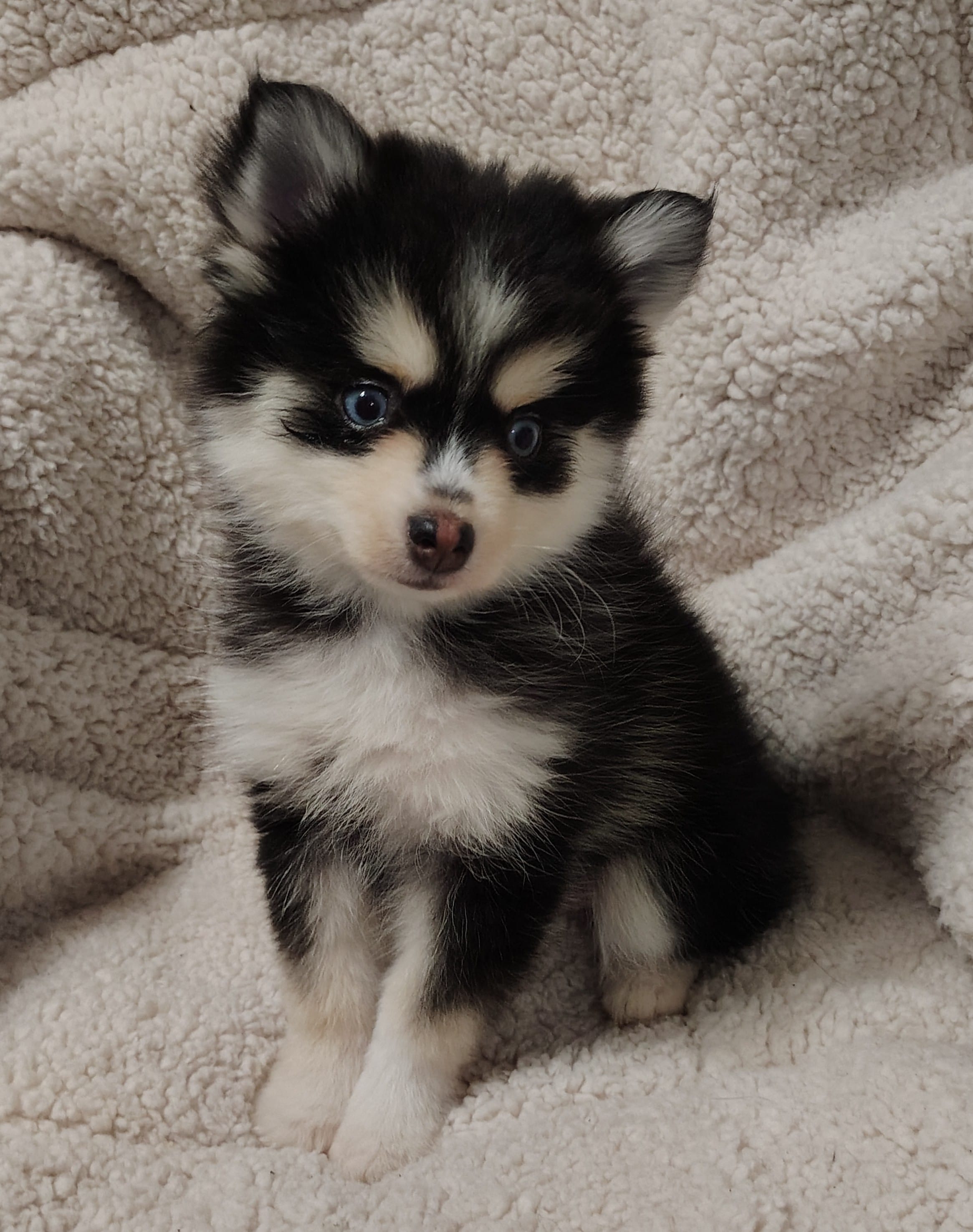 Izzy  – Pomsky puppy for sale in Chesaning, MI