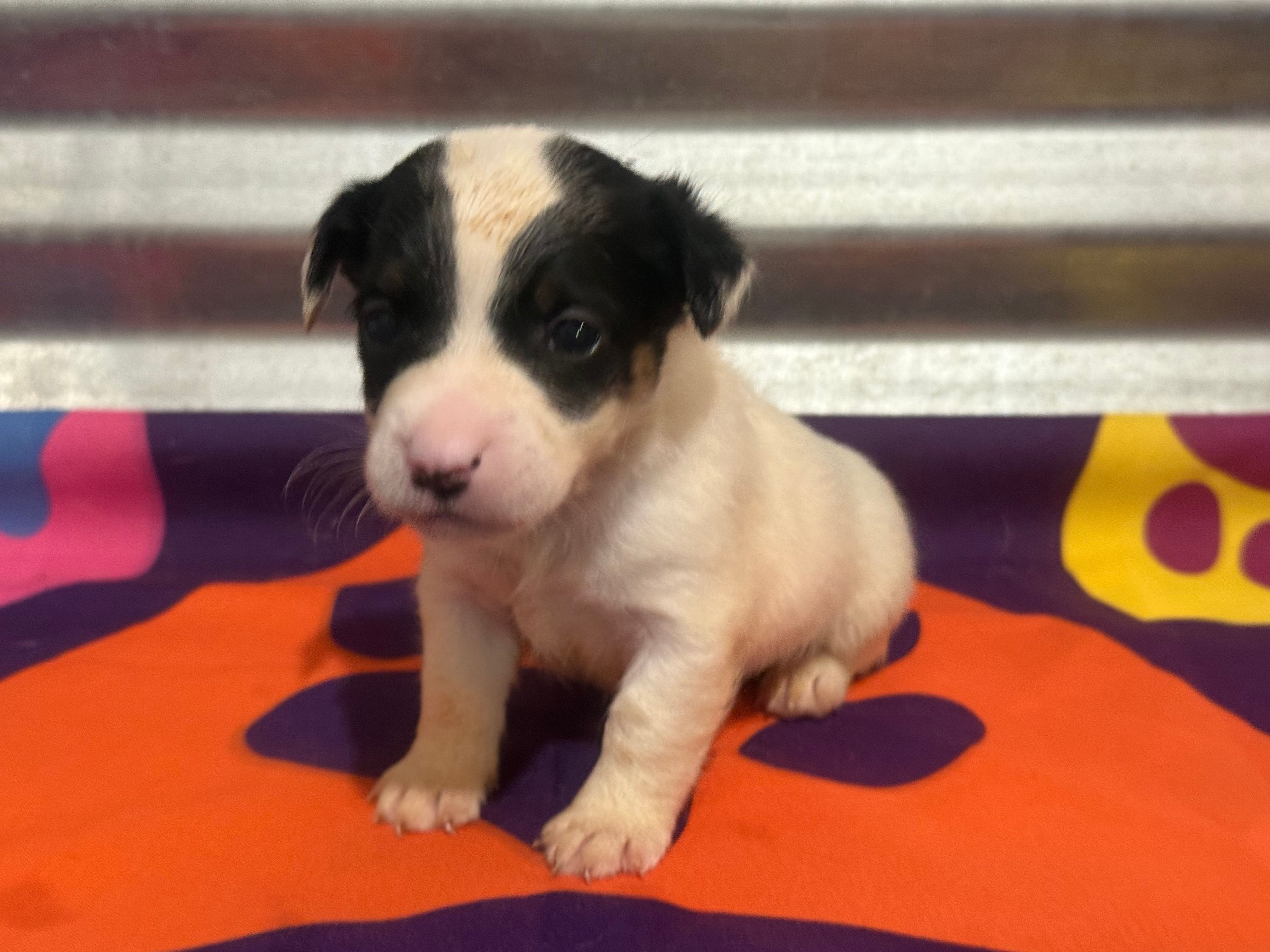 Ice male #2 – Jack Russell Terrier puppy for sale in Punta Gorda, FL