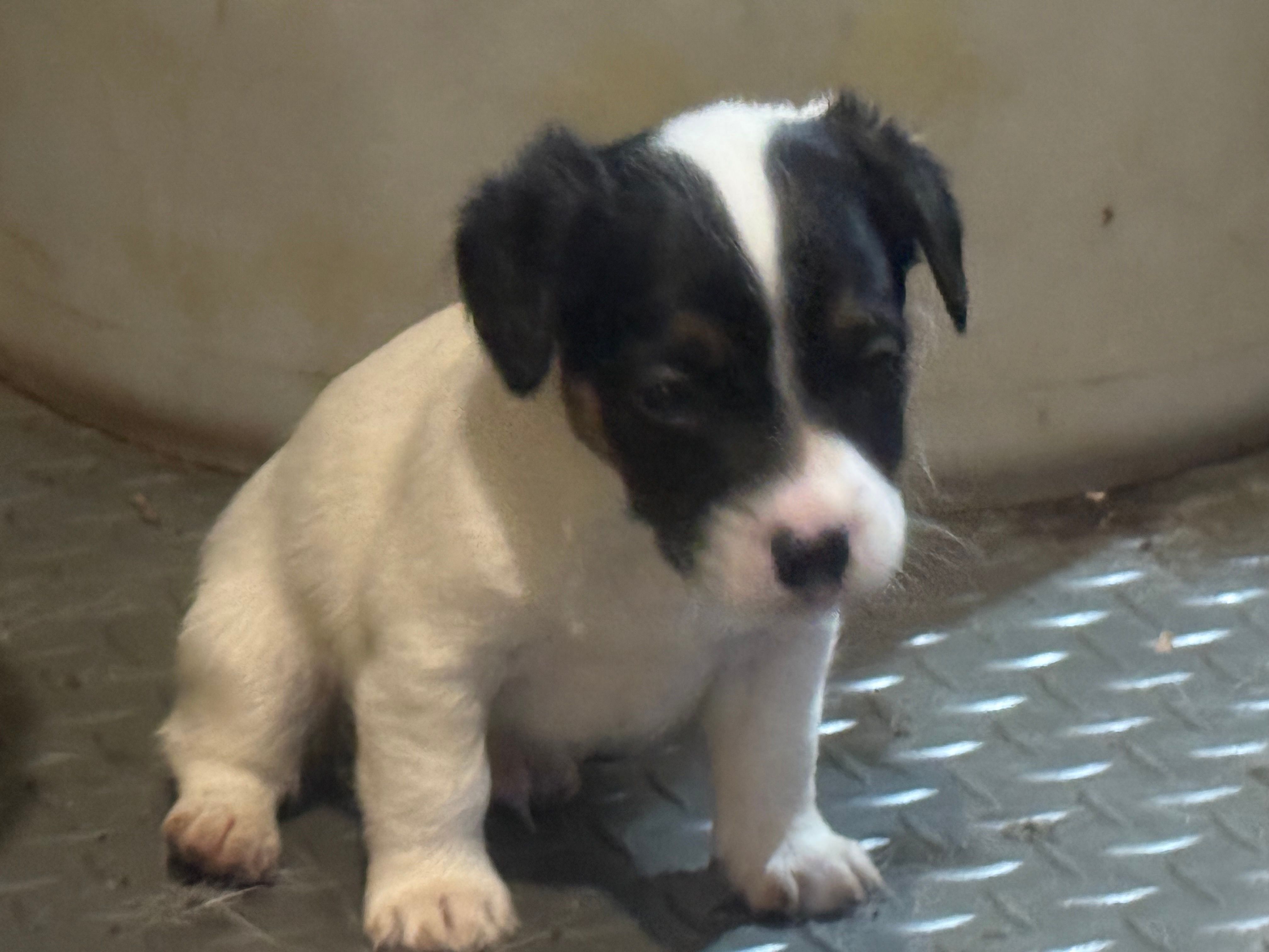 ice male #1 – Jack Russell Terrier puppy for sale in Punta Gorda, FL