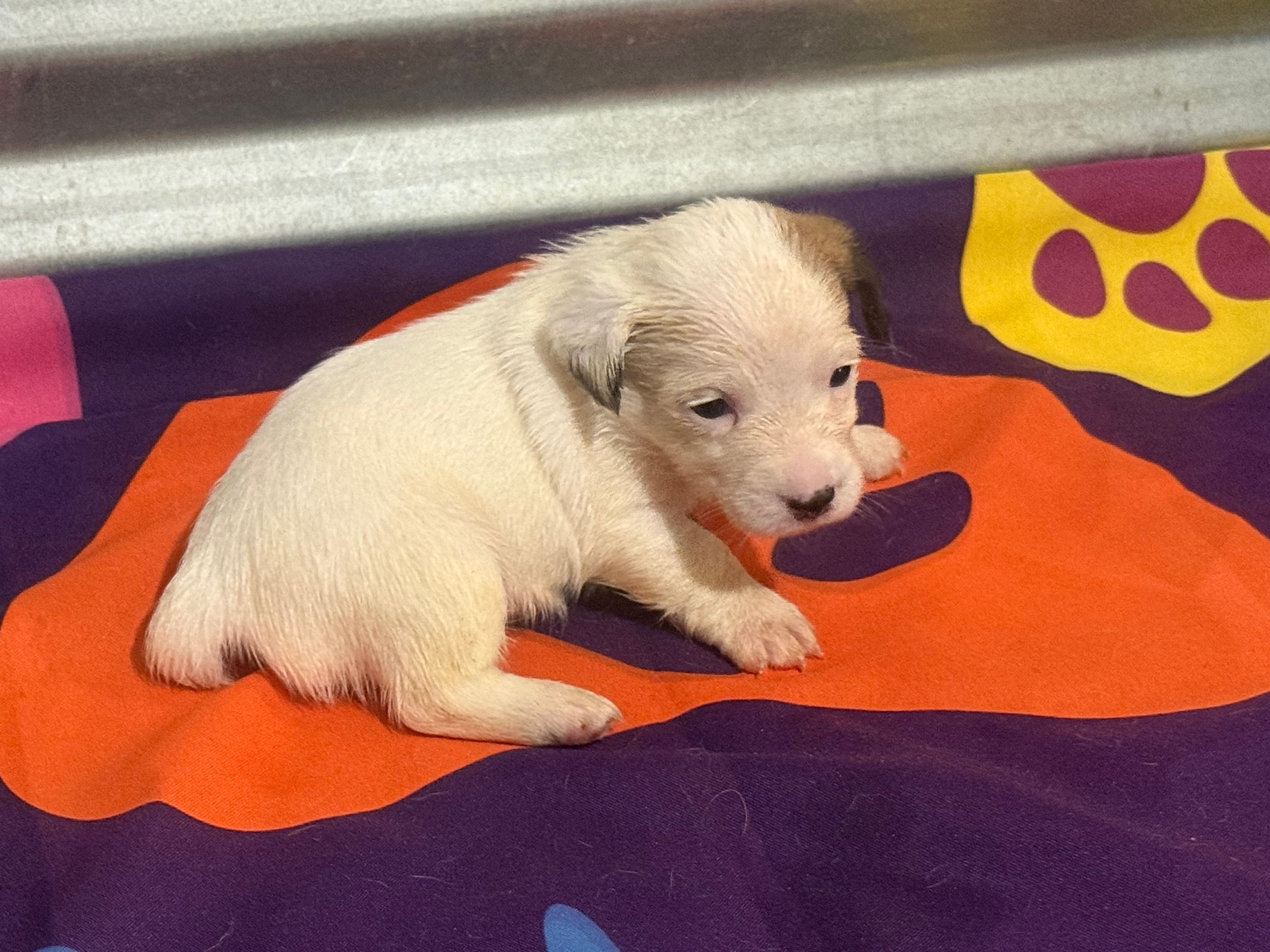 Ice Female #4 – Jack Russell Terrier puppy for sale in Punta Gorda, FL