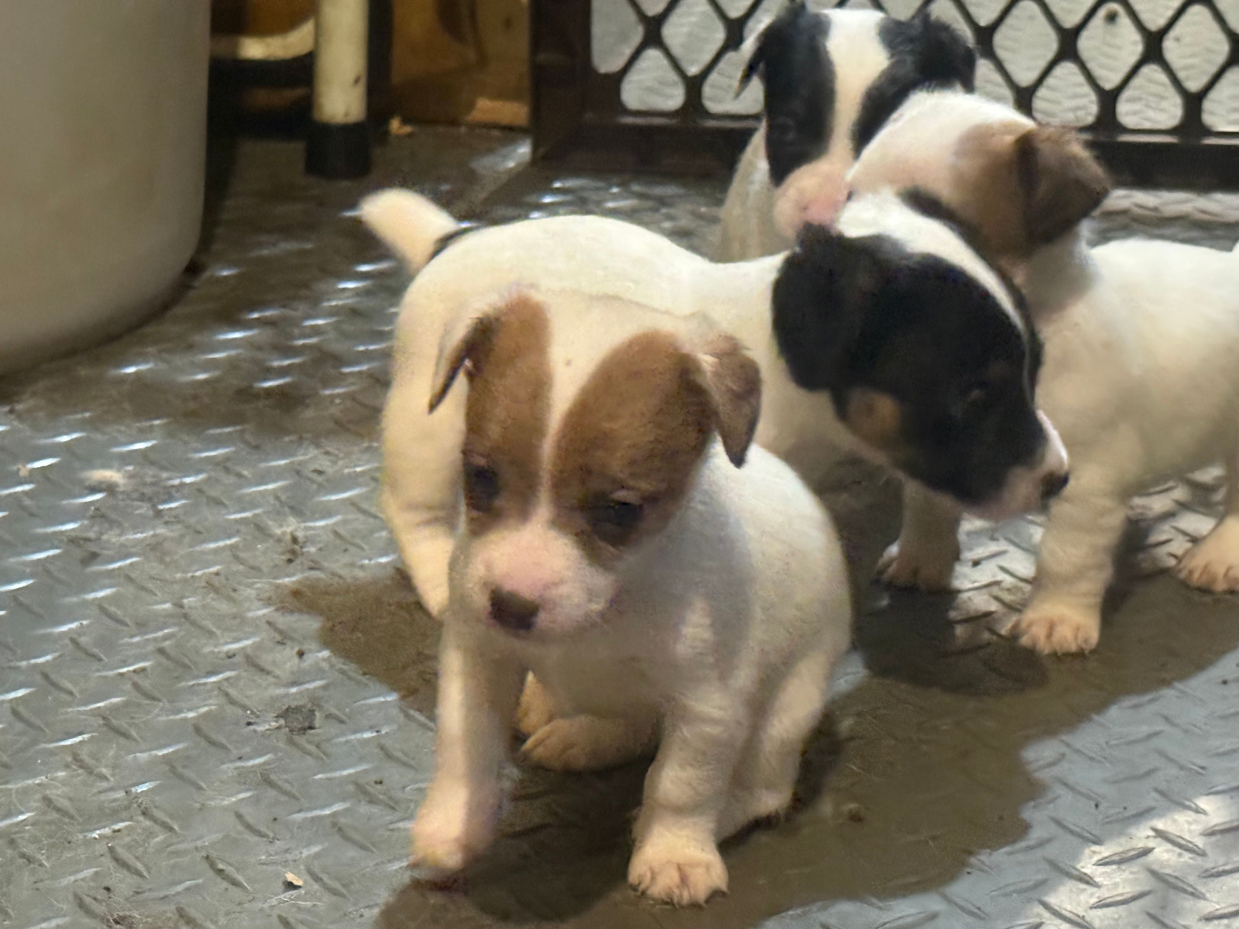 Ice Female #3 – Jack Russell Terrier puppy for sale in Punta Gorda, FL