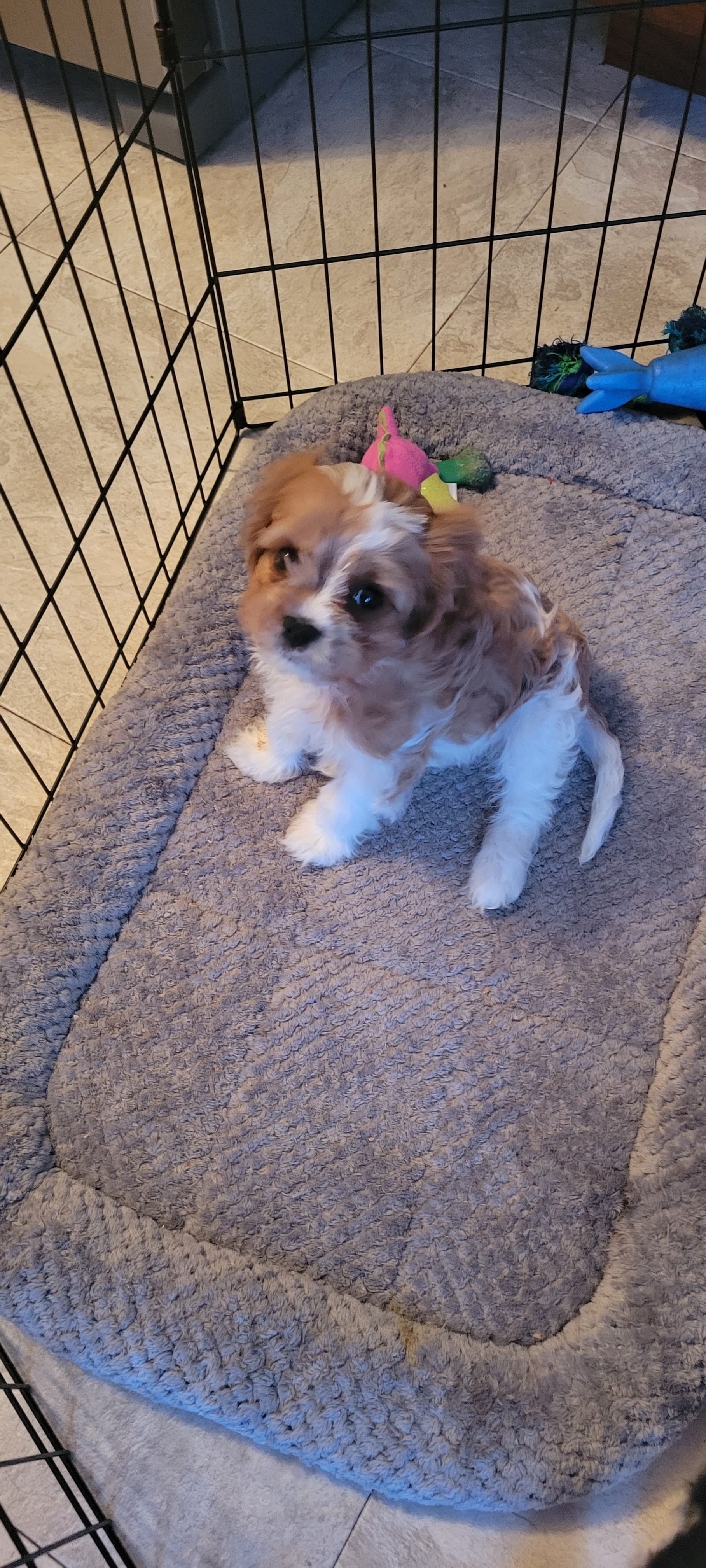 Sandy – Cavapoo puppy for sale in Deforest, WI