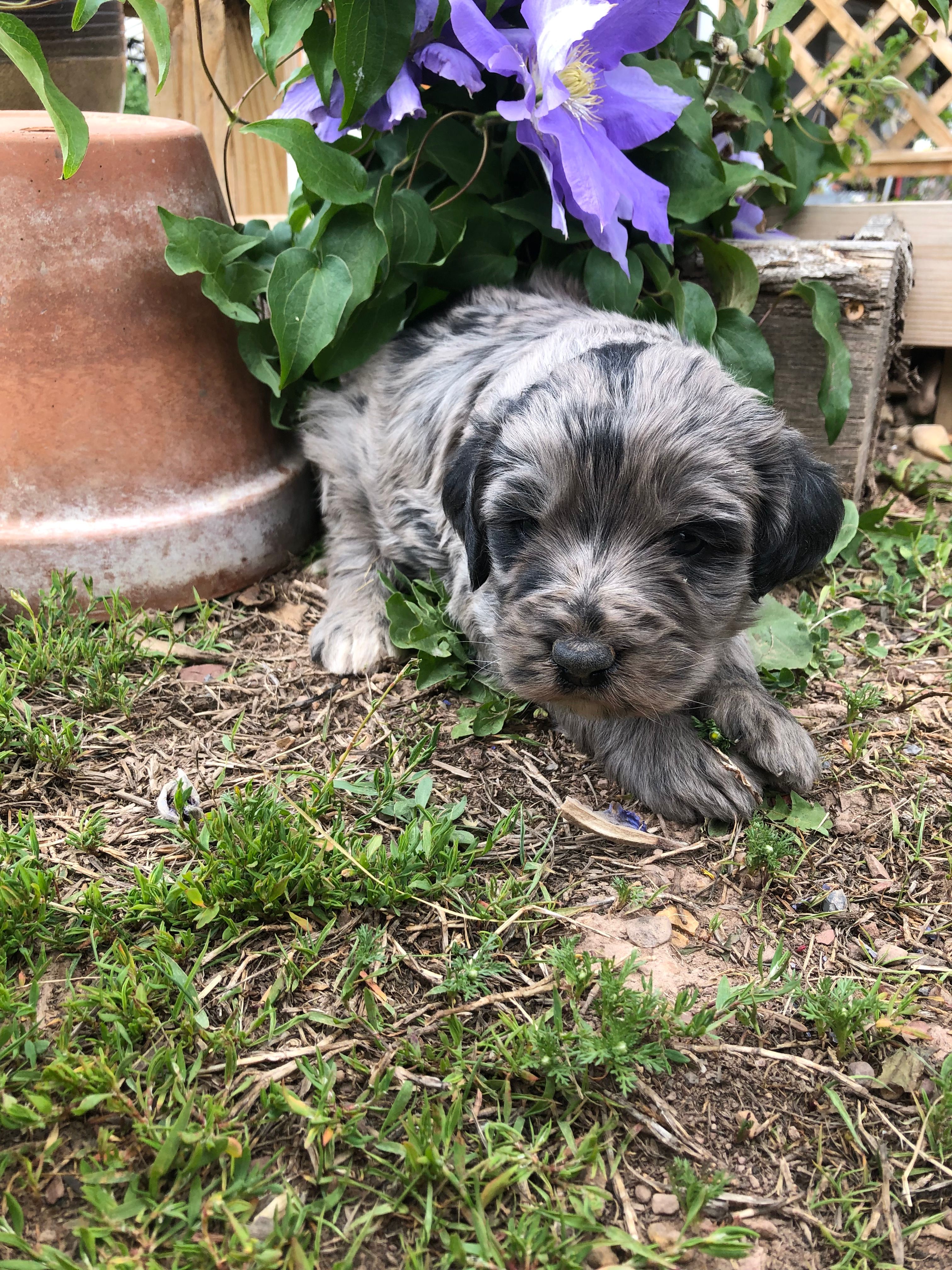 Betty – Bernedoodle puppy for sale in Middleburg, VA