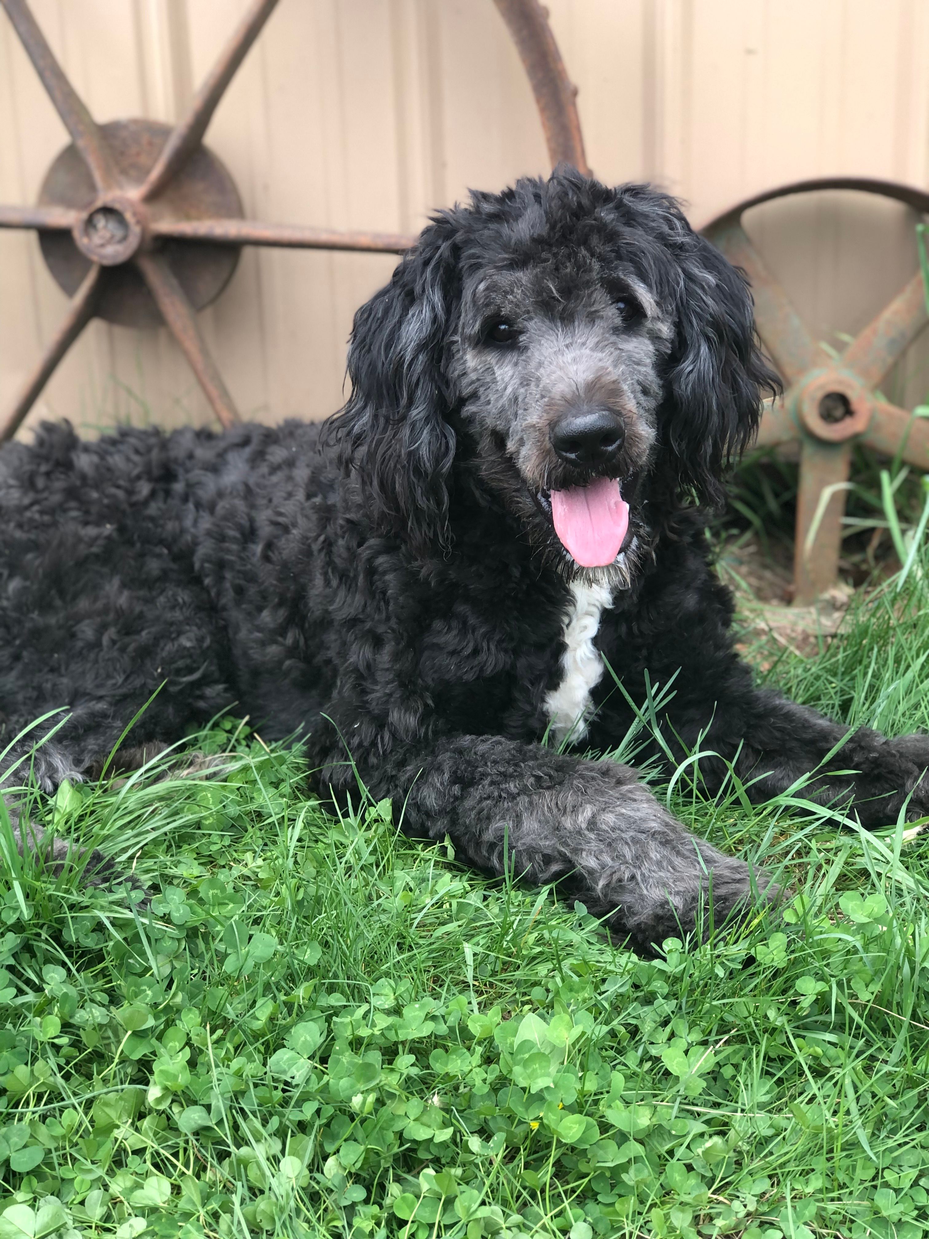 Stetson  – Bernedoodle puppy for sale in Middleburg, VA