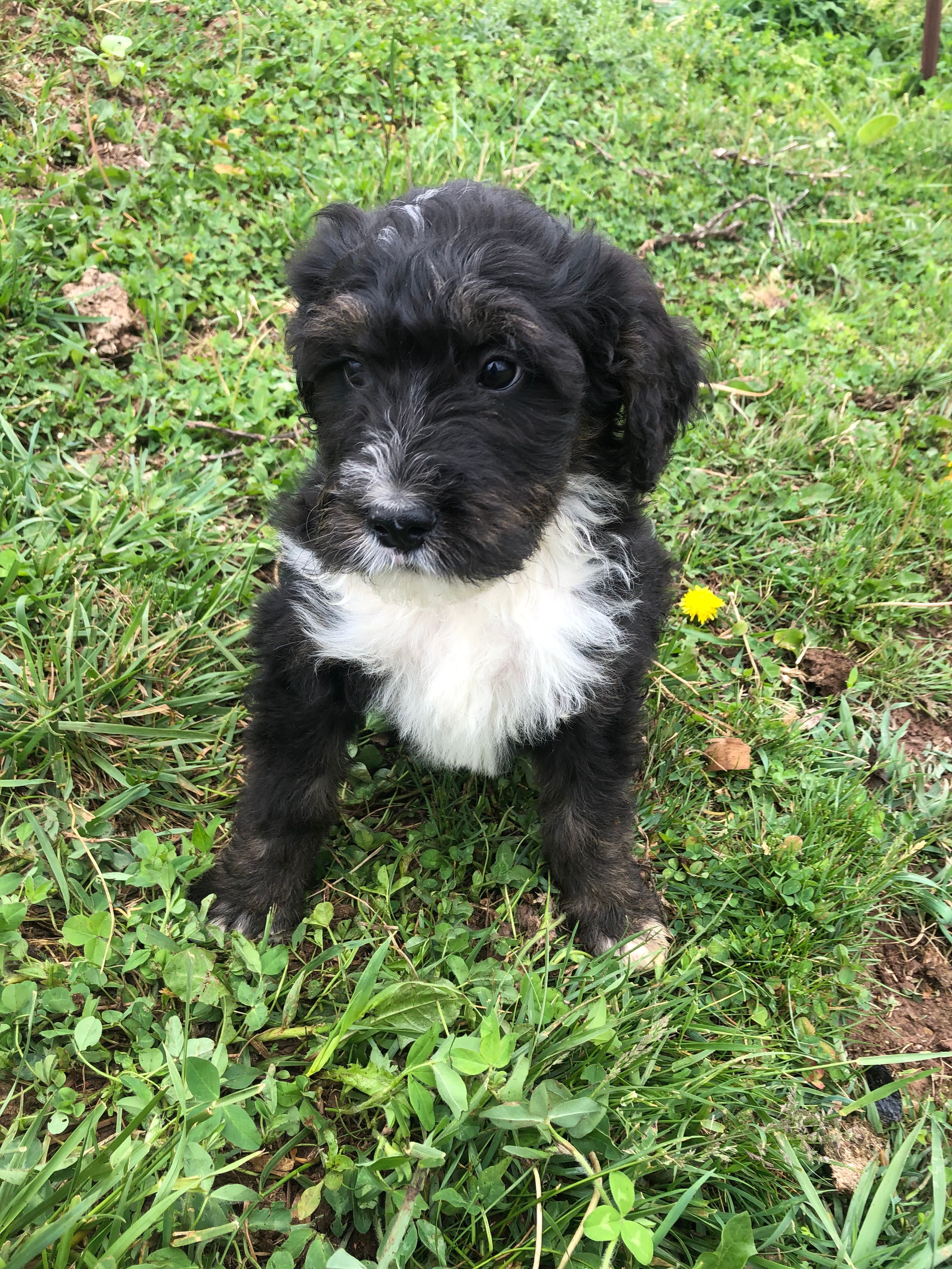 Ranger – Bernedoodle puppy for sale in Middleburg, VA