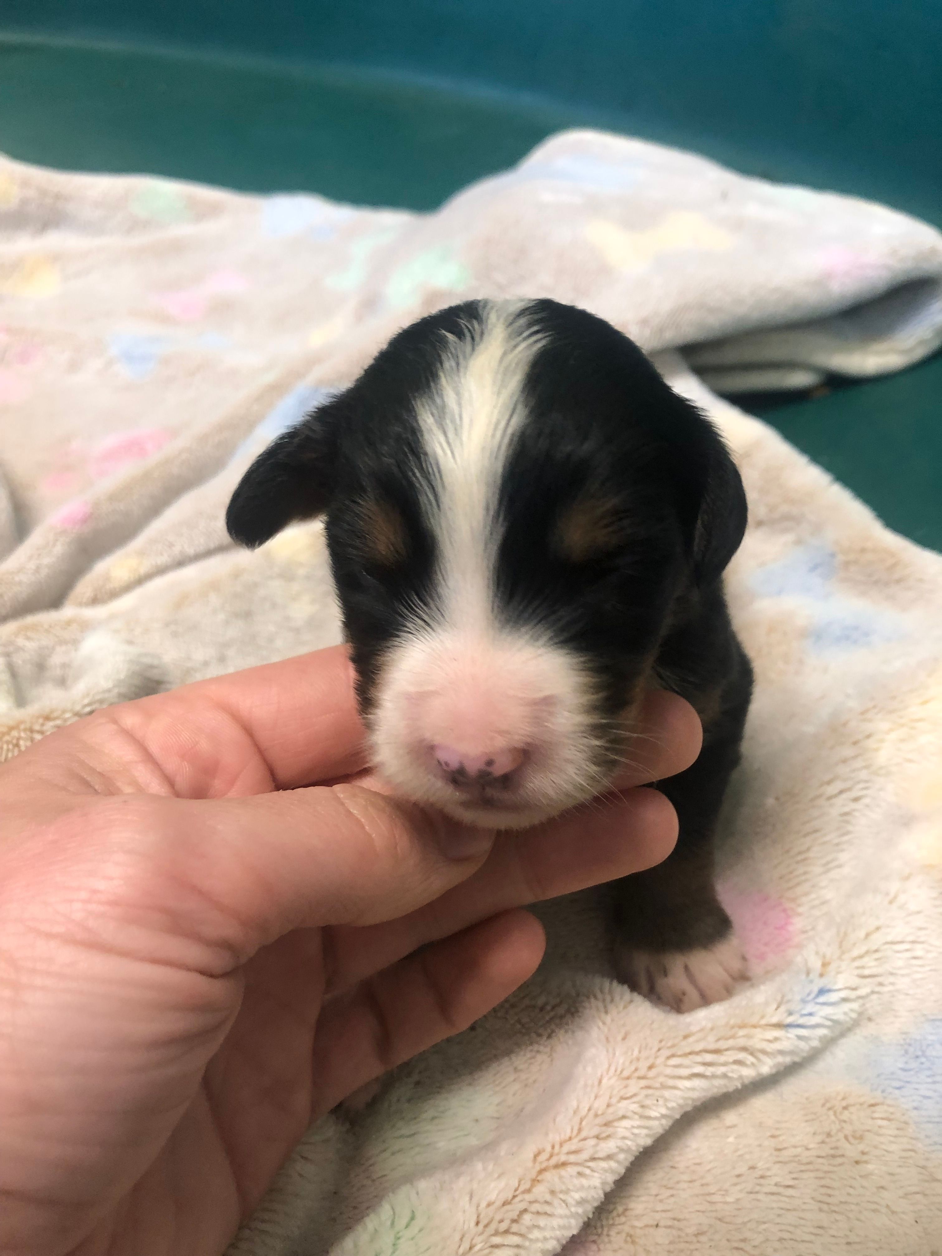 Female 1 – Bernese Mountain Dog puppy for sale in Middleburg, VA