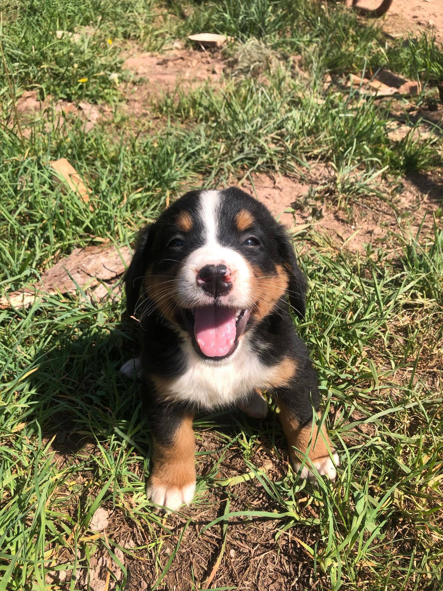 Billy – Bernese Mountain Dog puppy for sale in Middleburg, VA