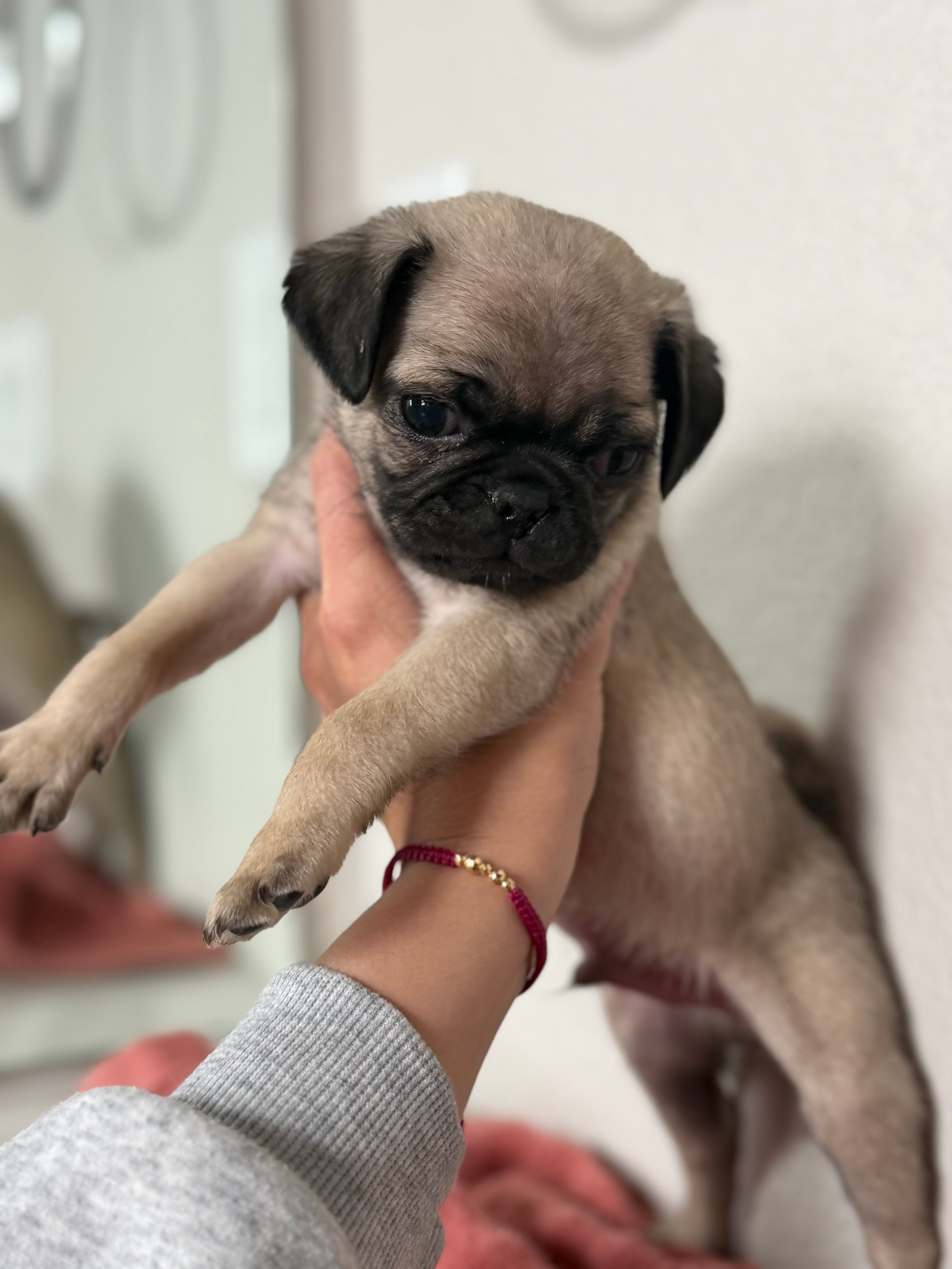 Taco – Pug puppy for sale in Denver, CO