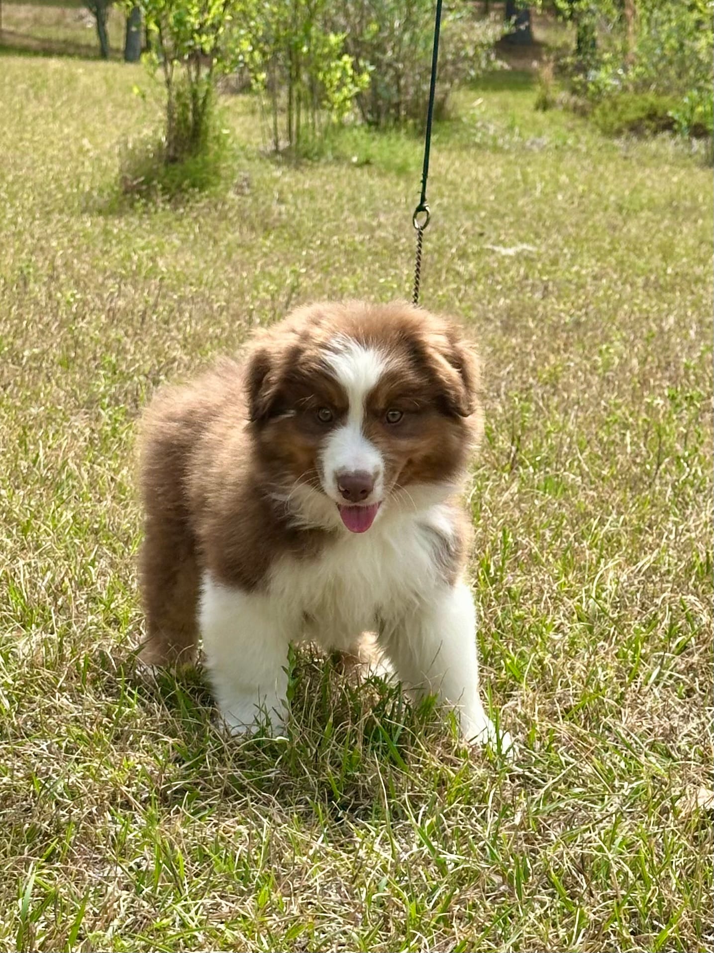 RTM-AKC MAS – Miniature American Shepherd puppy for sale in Patrick, SC