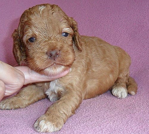 Sophie – Cockapoo puppy for sale in Butler, OH