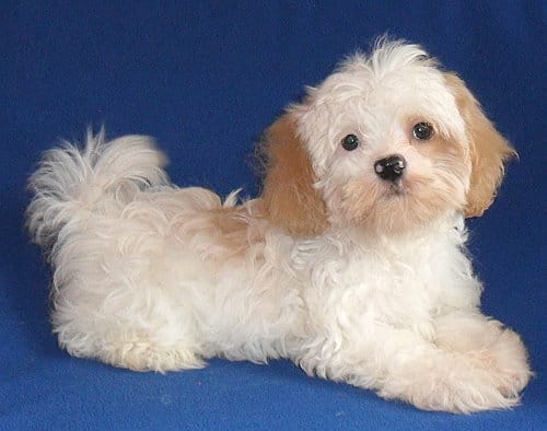Pickles – Shihpoo puppy for sale in Butler, OH