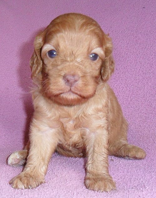 Millie – Cockapoo puppy for sale in Butler, OH