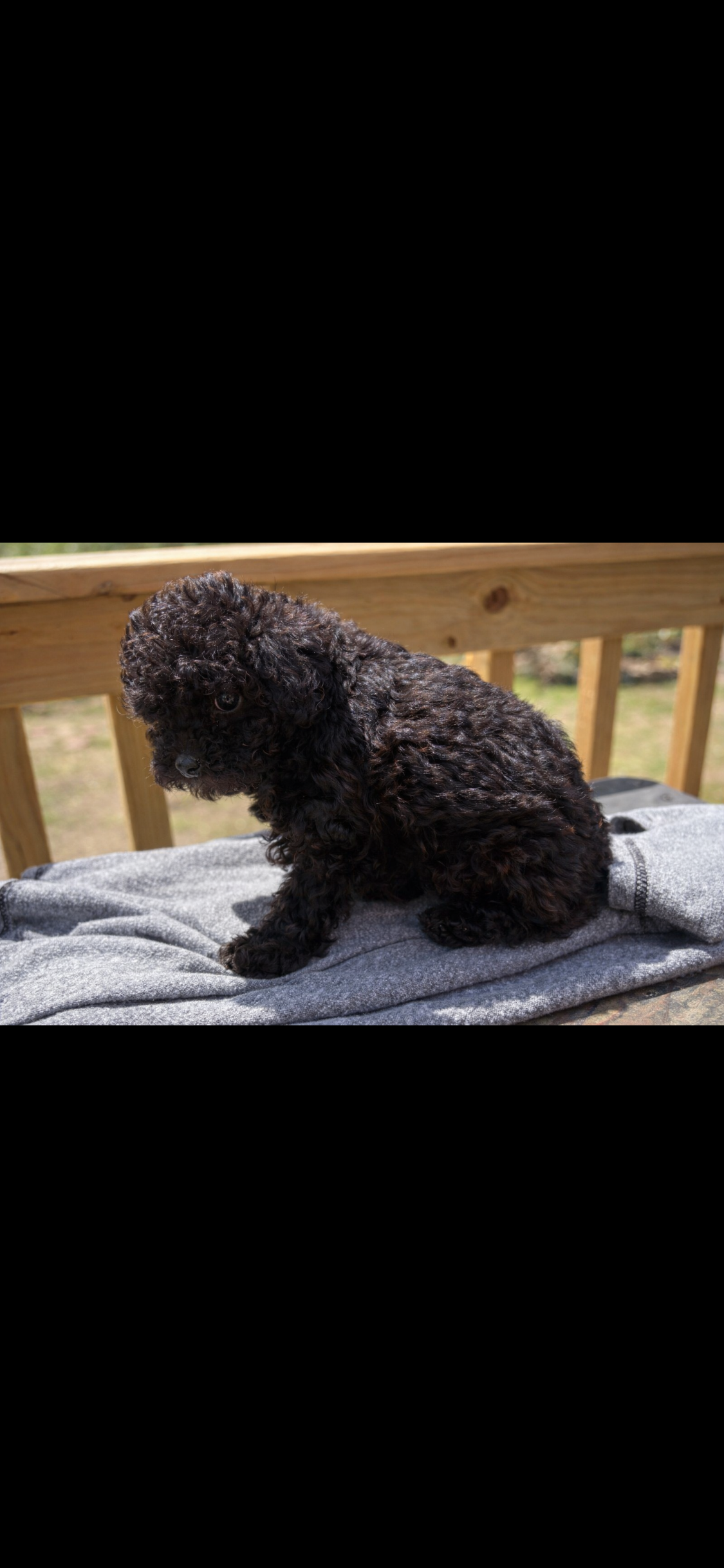 Precious – Poodle - Miniature  puppy for sale in Staley, NC