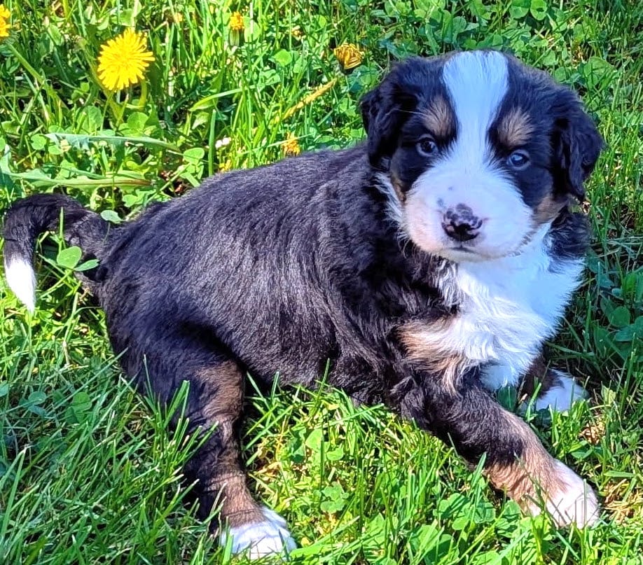 Raine – Bernese Mountain Dog puppy for sale in Palmyra, ME
