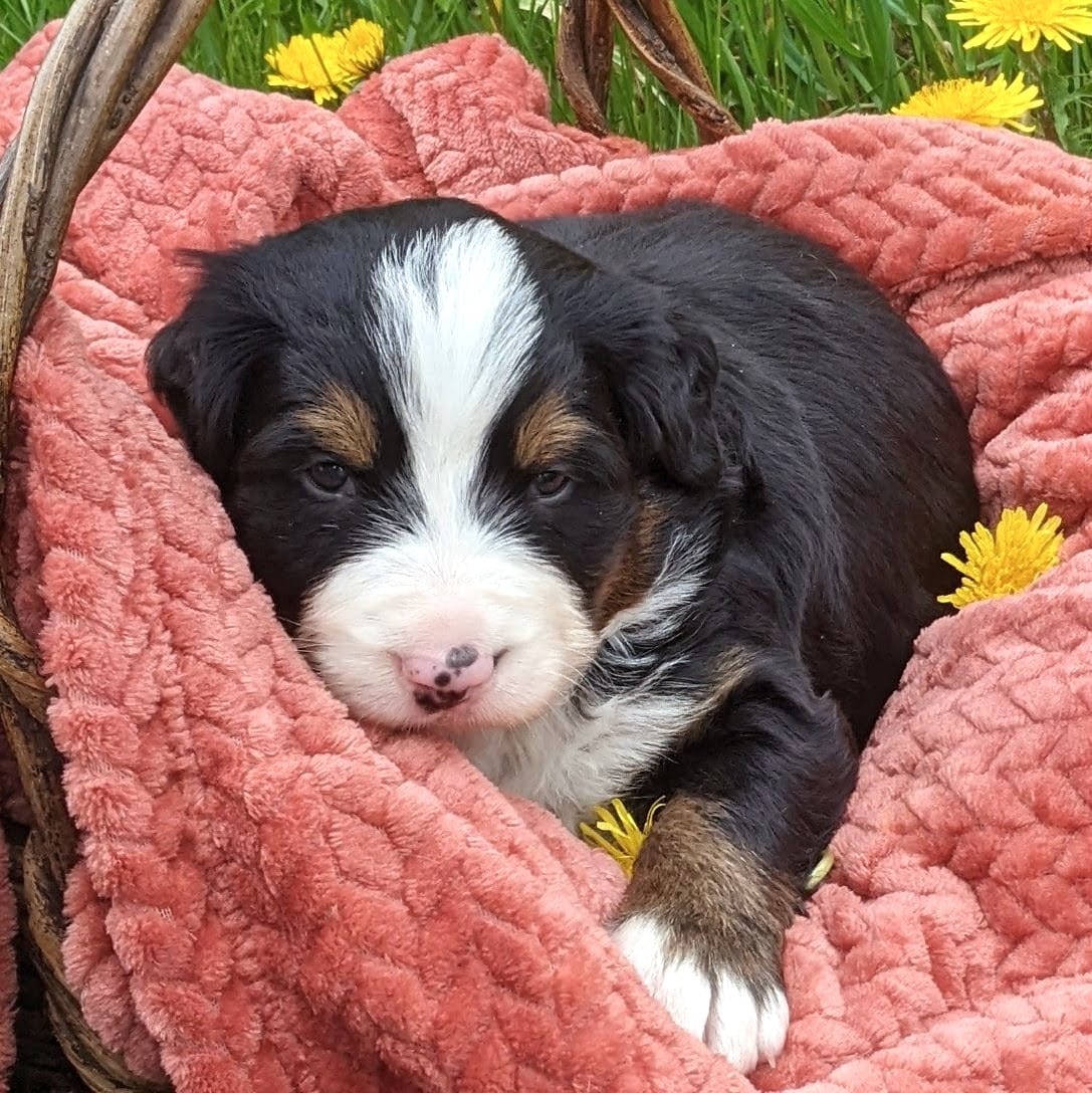 Orion – Bernese Mountain Dog puppy for sale in Palmyra, ME