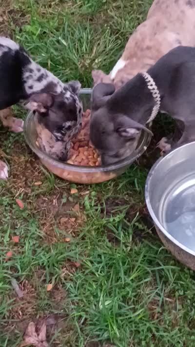 Blue, a female American Pit Bull Terrier for sale in Columbus, NC – 1 of 1