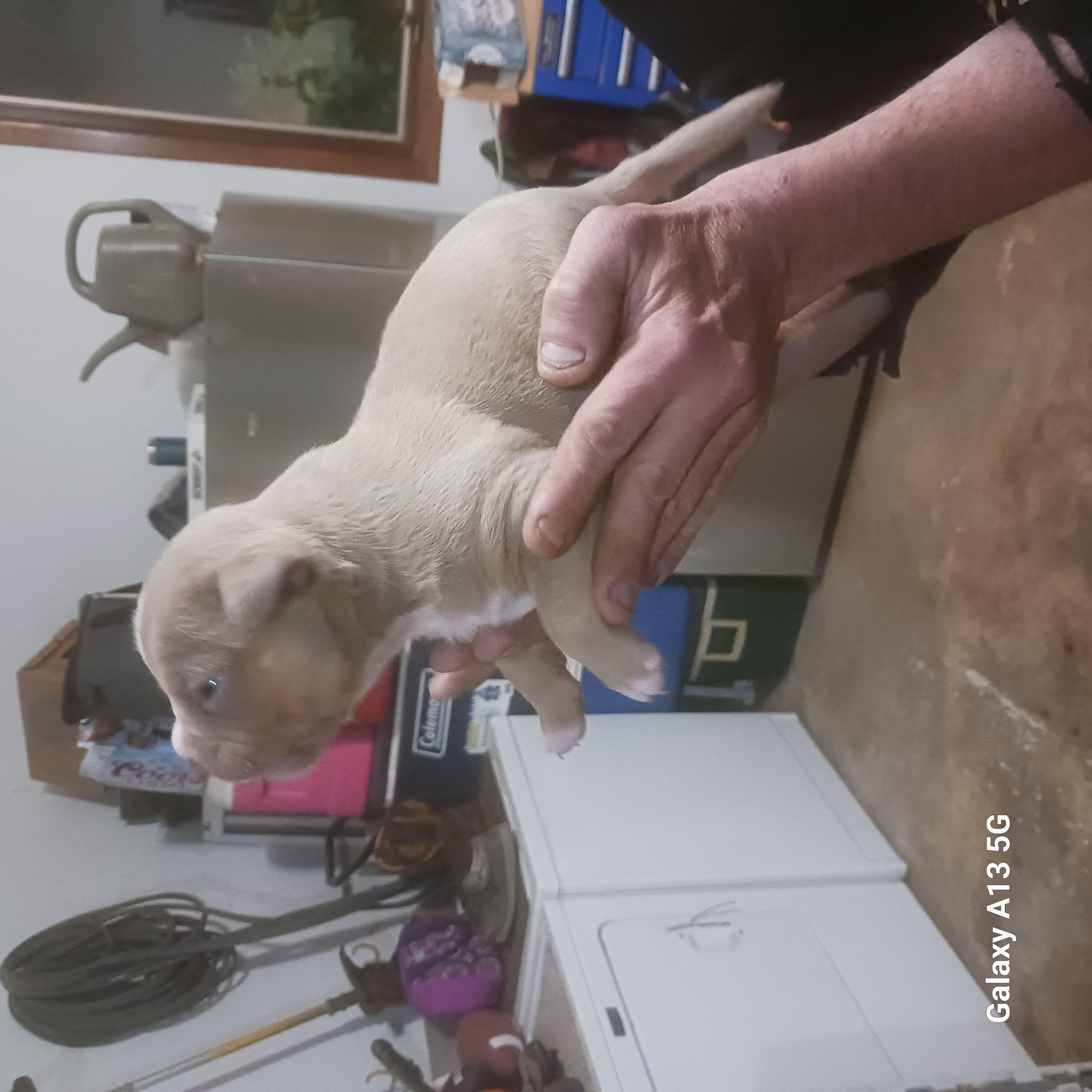 American Bully – American Bully puppy for sale in Cambridge, IL
