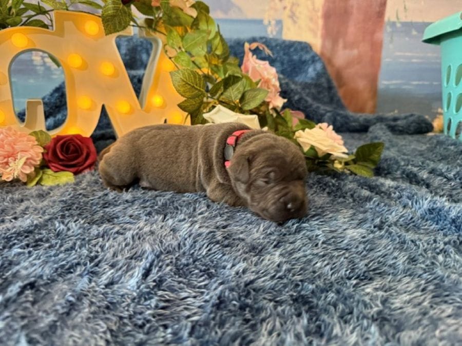 Paige – Cane Corso puppy for sale in Oologah, OK