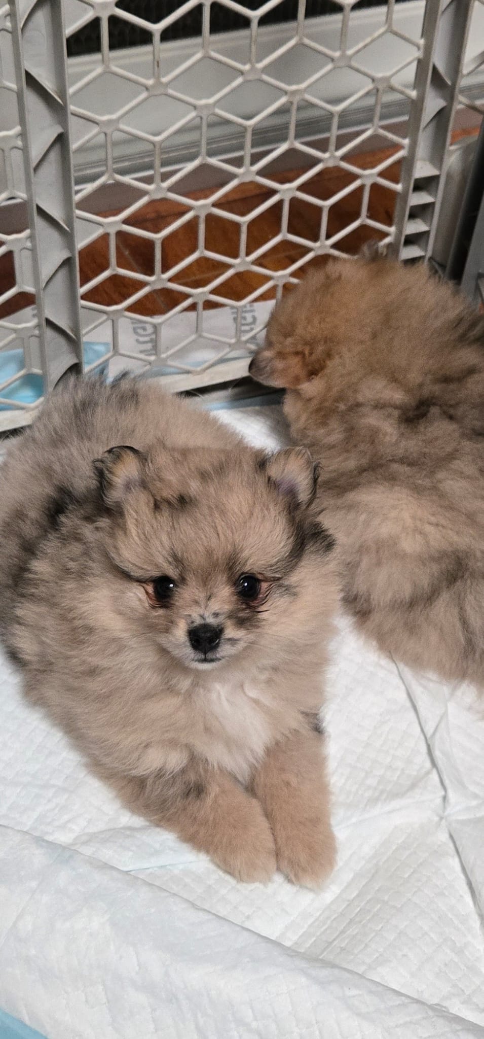 Ollie – Pomeranian puppy for sale in West Sacramento, CA