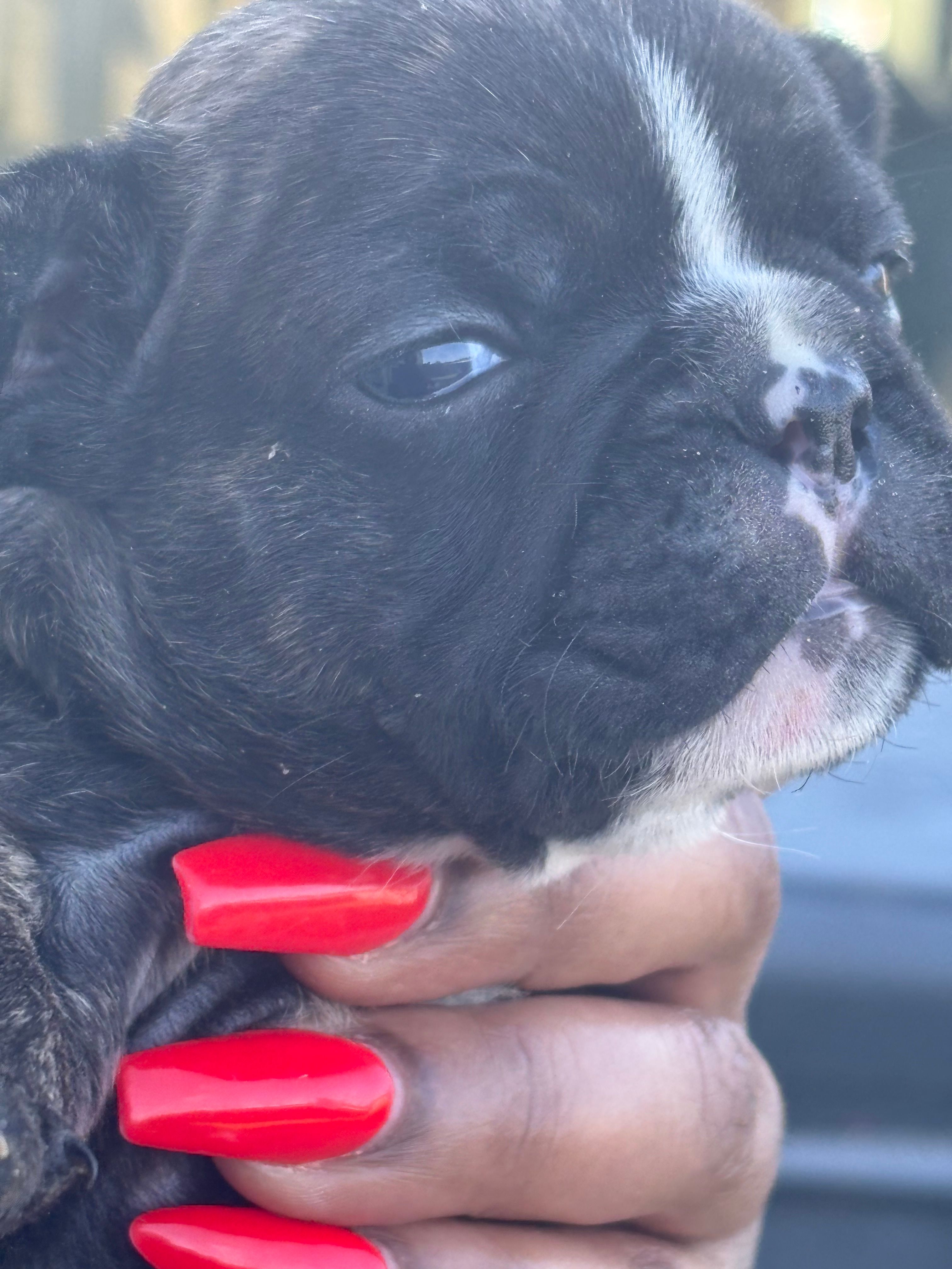Bruno – French Bulldog puppy for sale in Summerville, SC