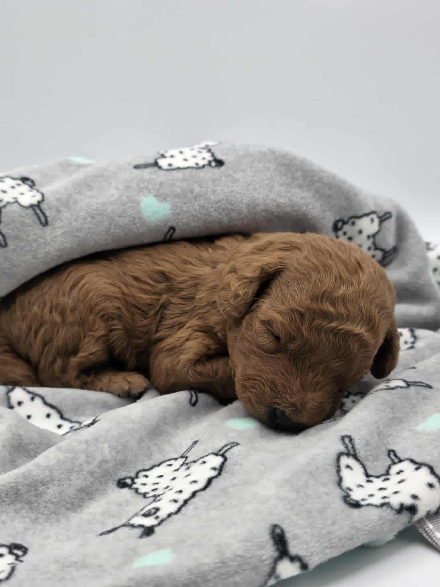 AKC Milo – Poodle - Toy  puppy for sale in Danville, PA