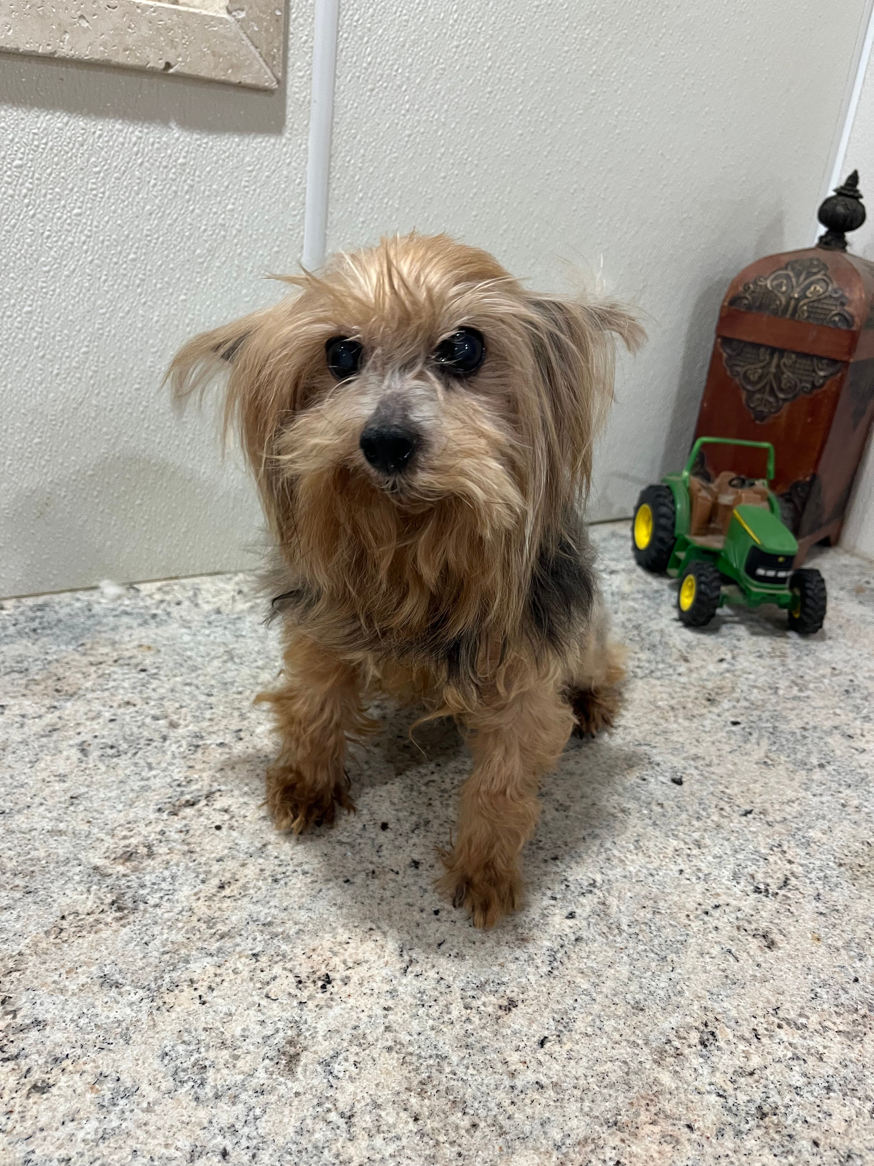 Eli  – Yorkshire Terrier puppy for sale in Wingate, NC