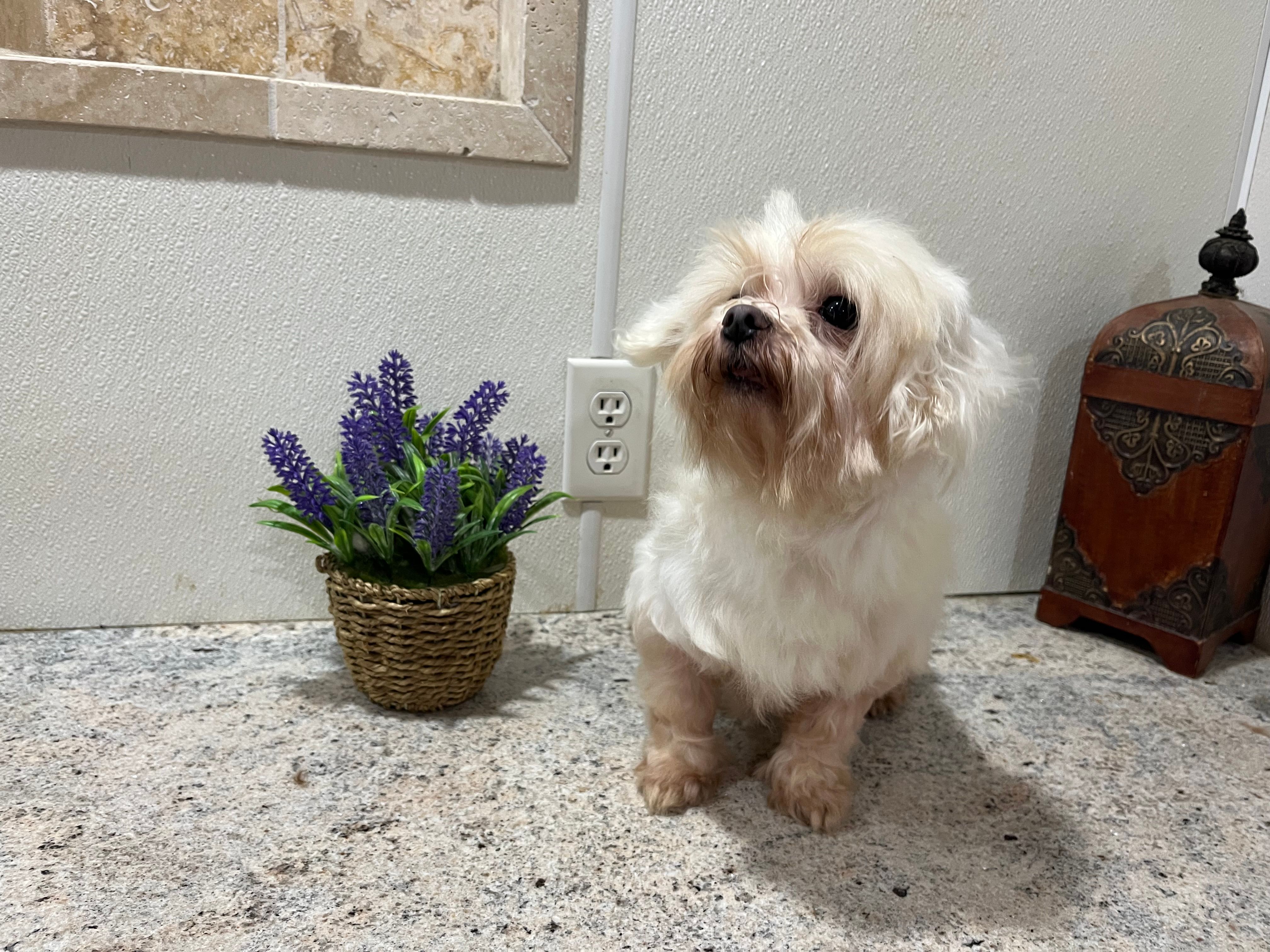 Ethan – Maltese puppy for sale in Wingate, NC