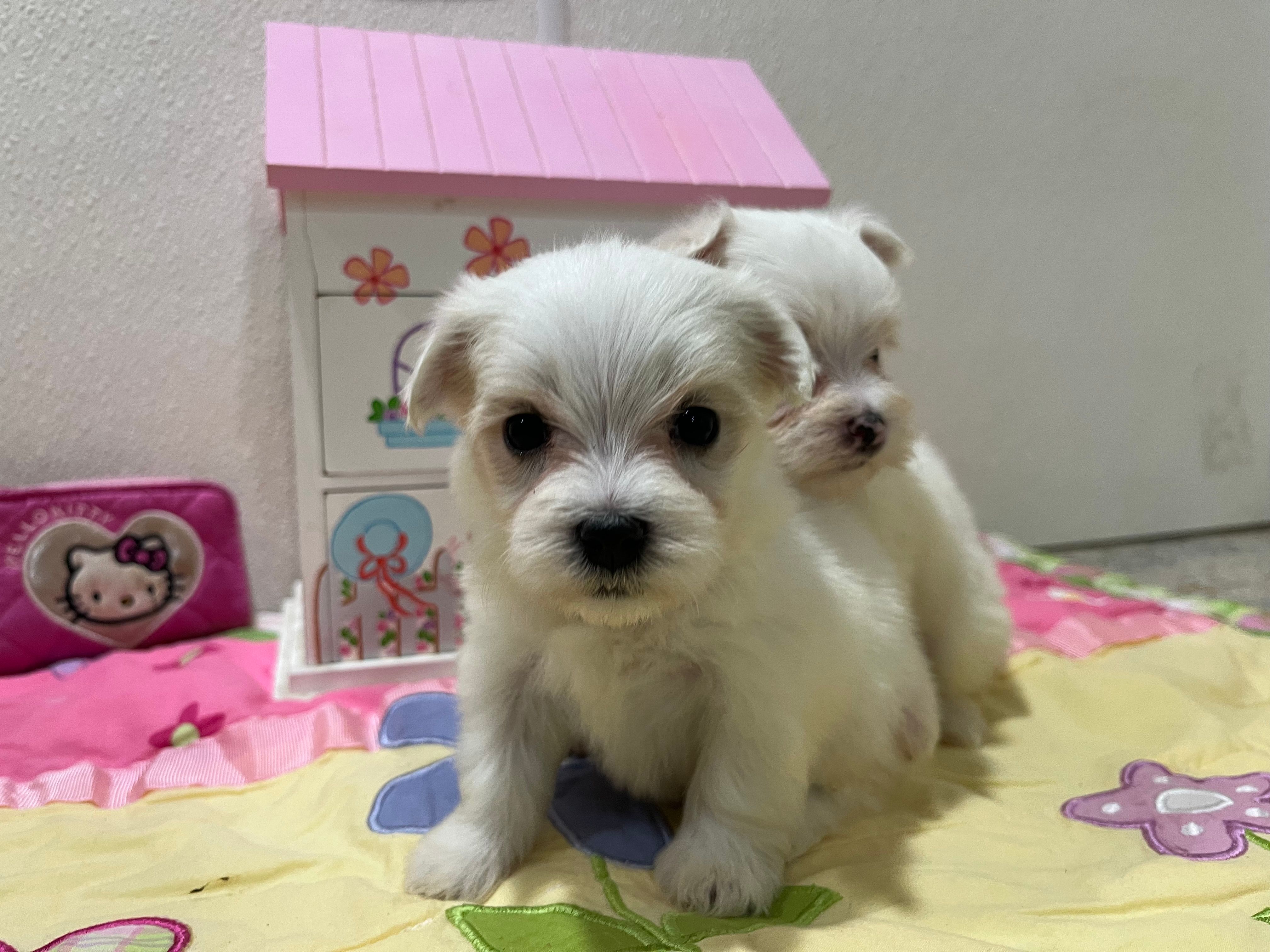 Jasper – Maltese puppy for sale in Wingate, NC