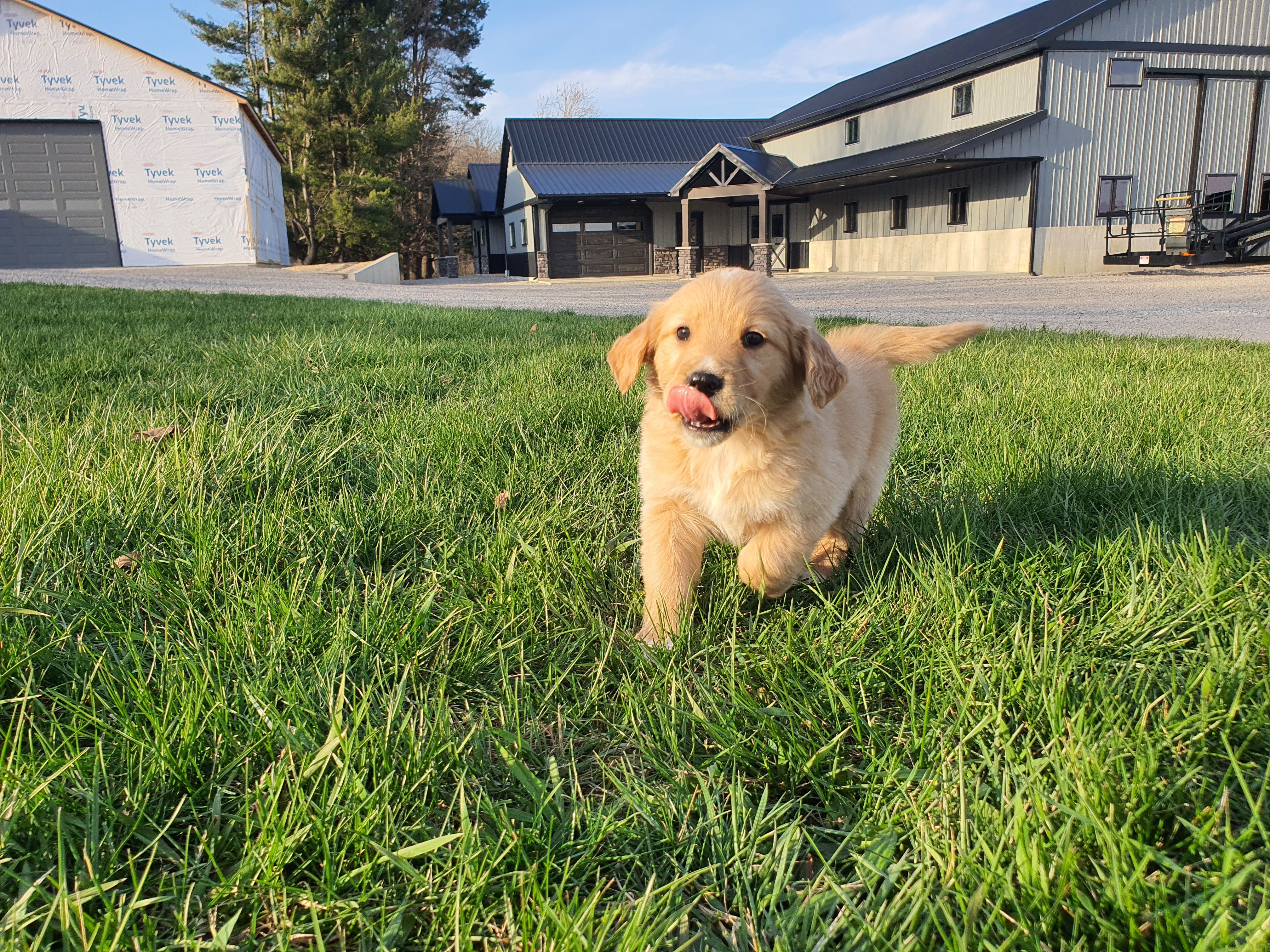 Princess – Golden Retriever puppy for sale in Spencerville, IN