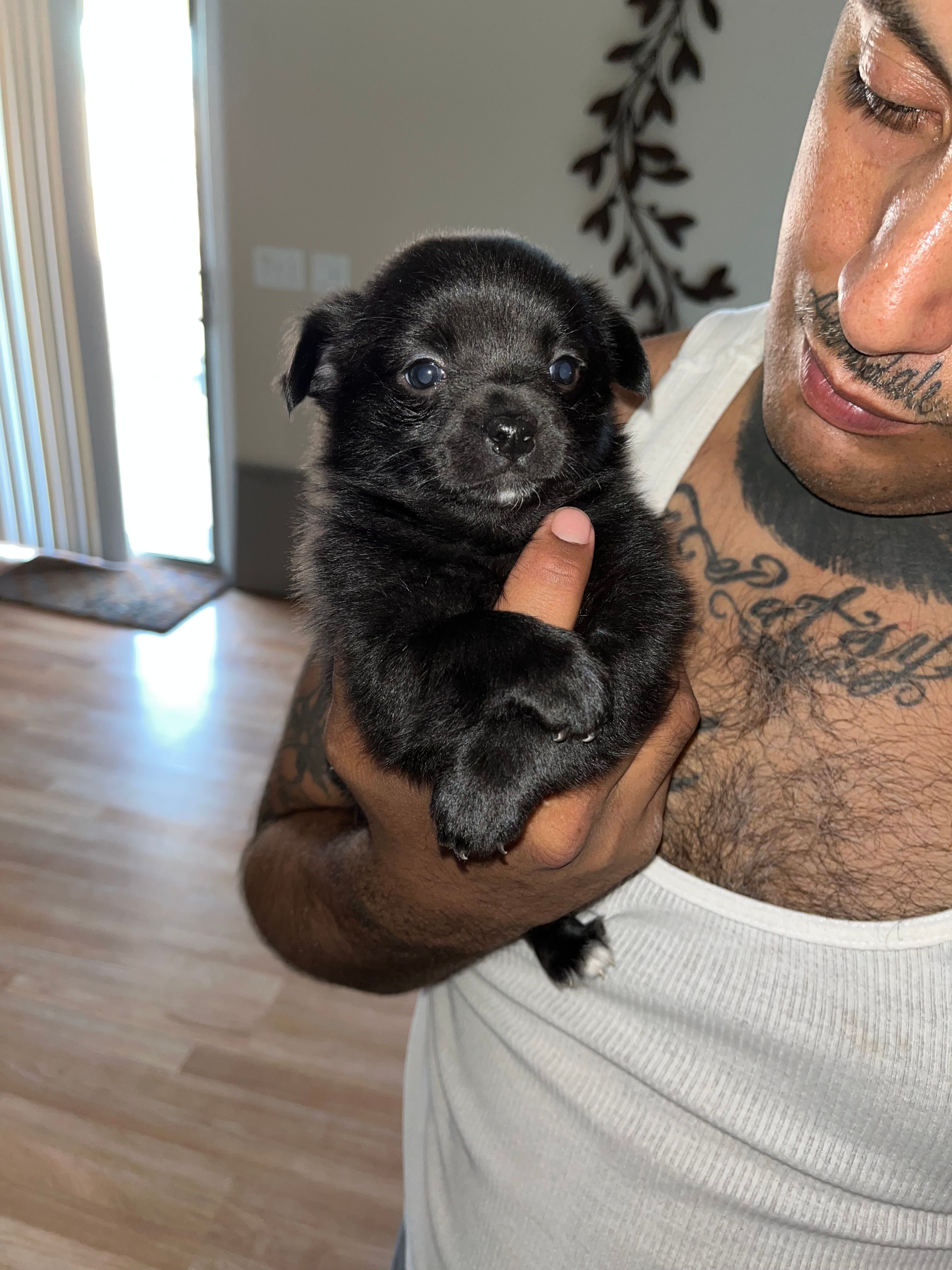 Minnie – Pomeranian puppy for sale in Buckeye, AZ