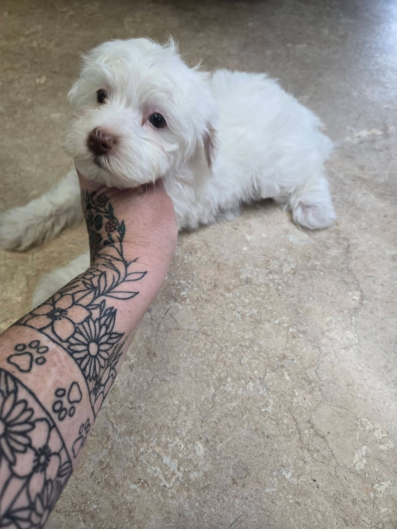 luna – Yorkipoo puppy for sale in Edwardsville, IL