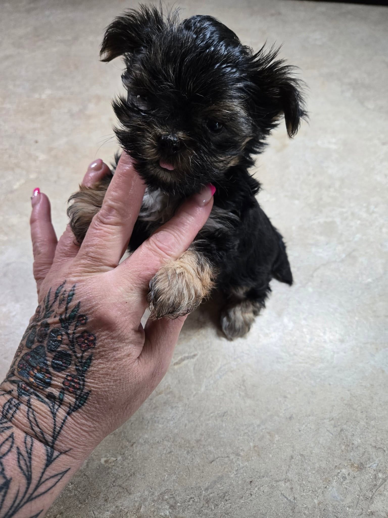 brittany – Shih Tzu, Yorkshire Terrier puppy for sale in Edwardsville, IL
