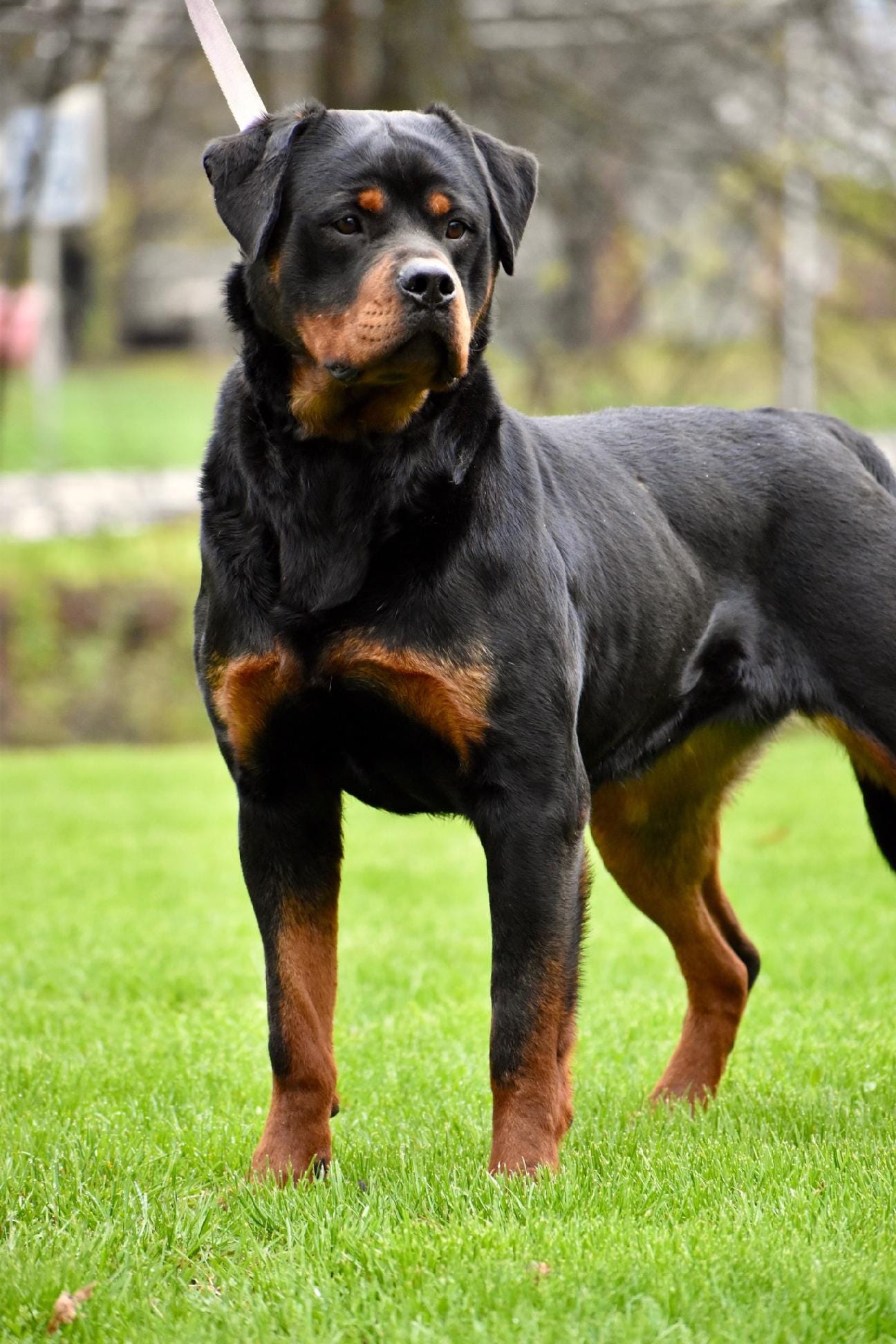 New litter coming – Rottweiler puppy for sale in Richfield, PA