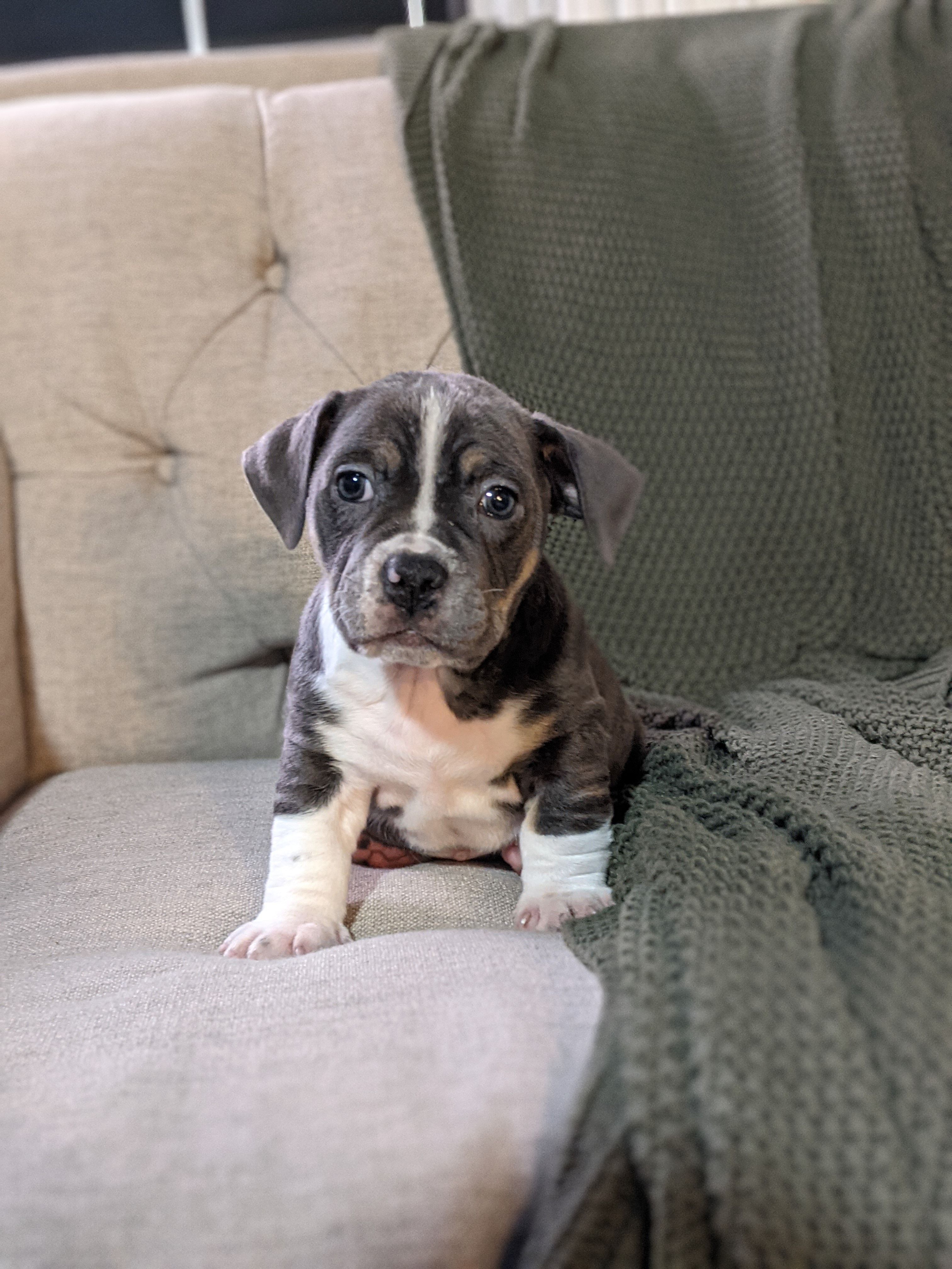 Noel – English Bulldog, Jack Russell Terrier puppy for sale in Sugarcreek, OH