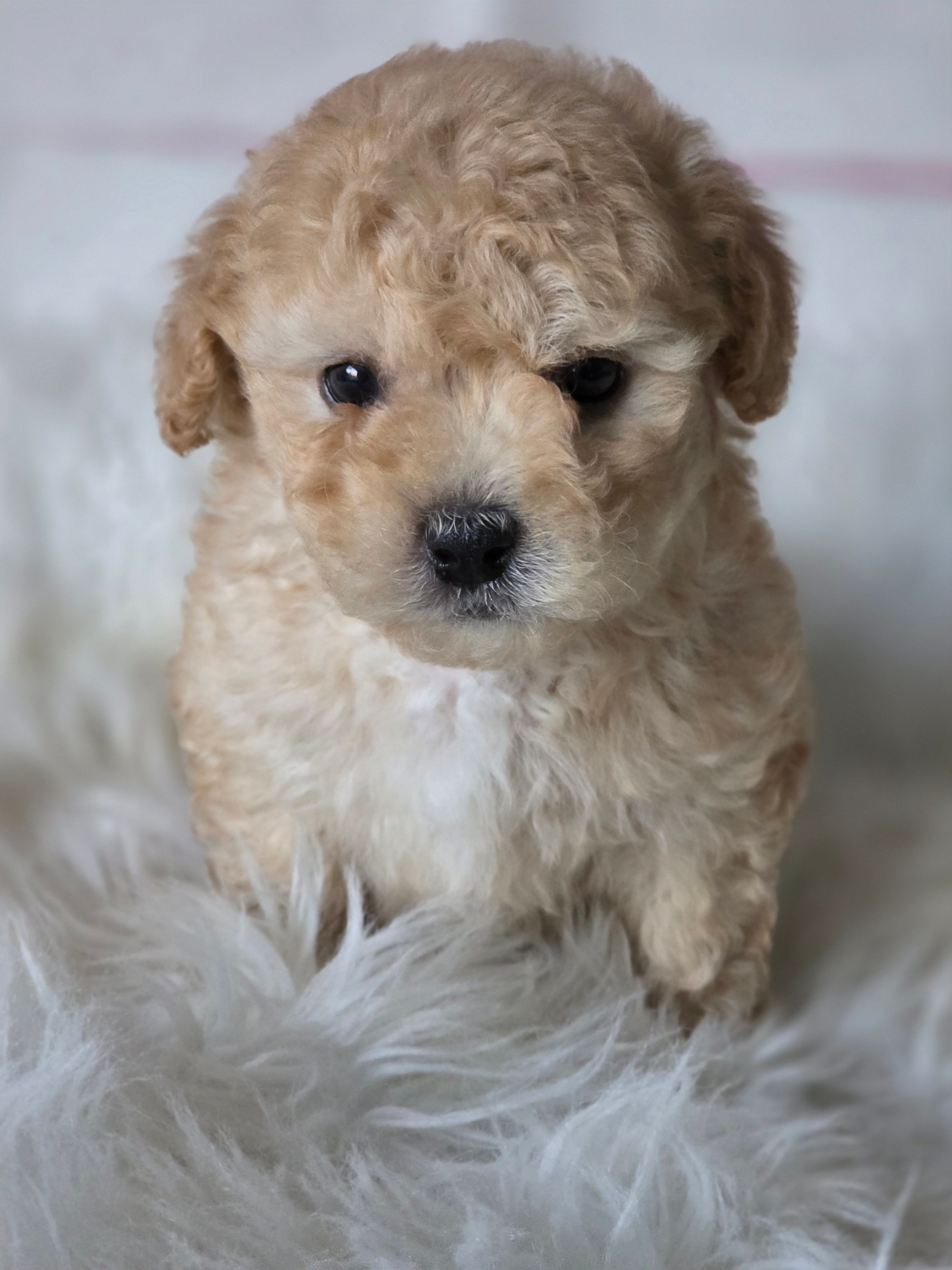 Lucas – Poodle - Toy  puppy for sale in Burbank, CA