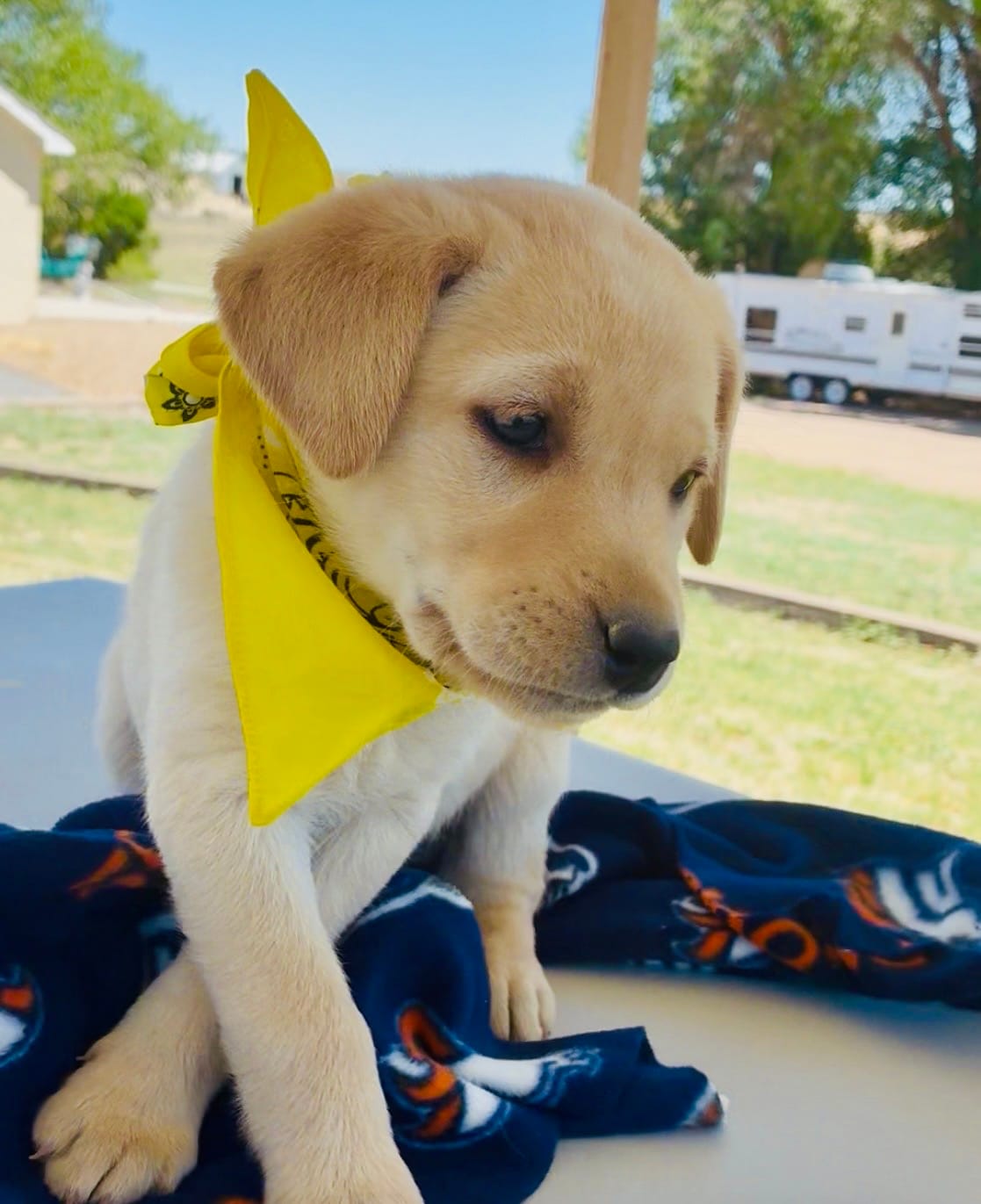AKC Daisy ready 5/15 – Labrador Retriever puppy for sale in Pueblo, CO