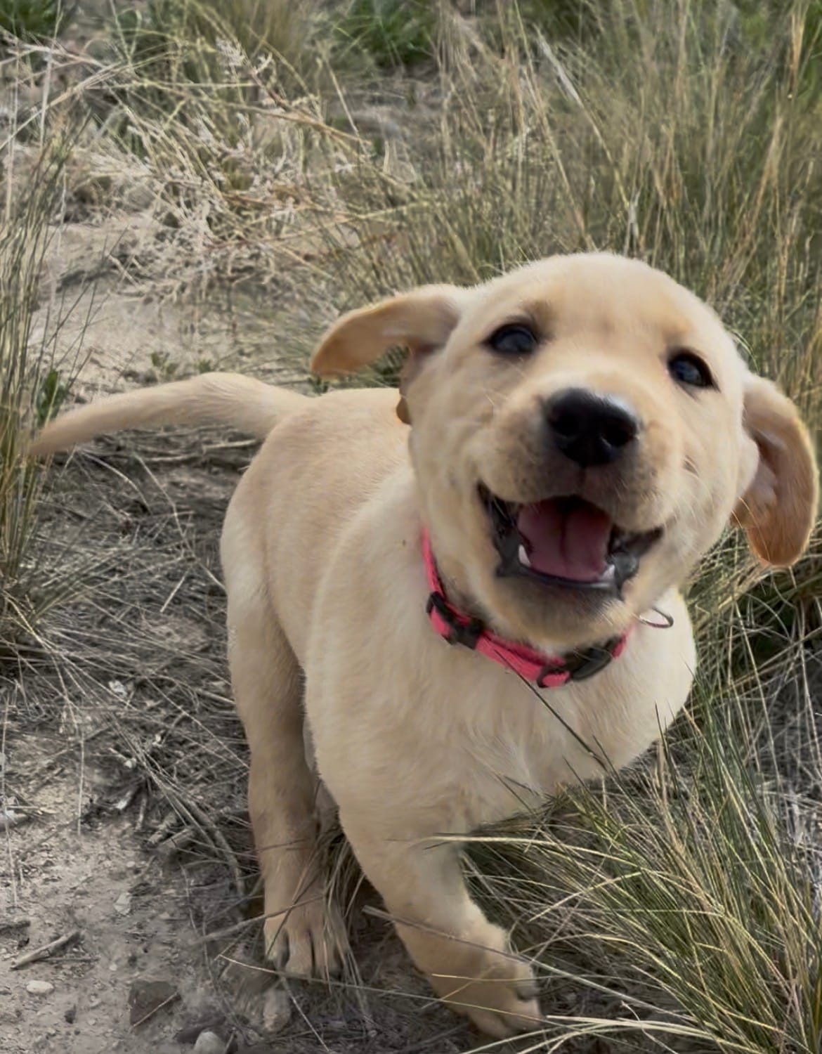 AKC Poppy 🐾🐾 – Labrador Retriever puppy for sale in Pueblo, CO