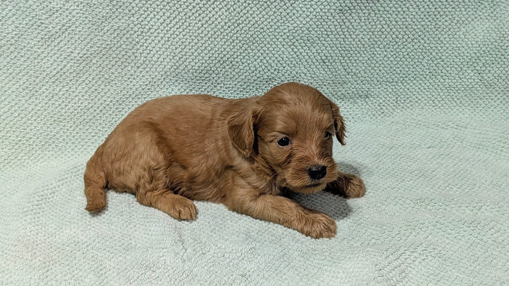 Roxy – Miniature Goldendoodle puppy for sale in Denton, TX