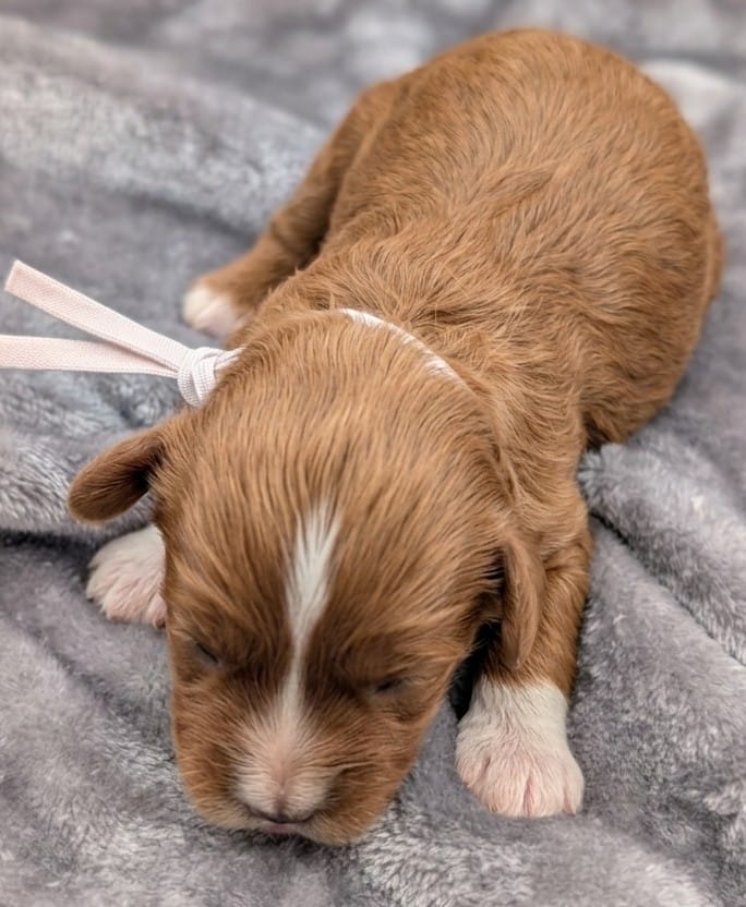 Brooklyn 💜 – Cavapoo puppy for sale in Meta, MO