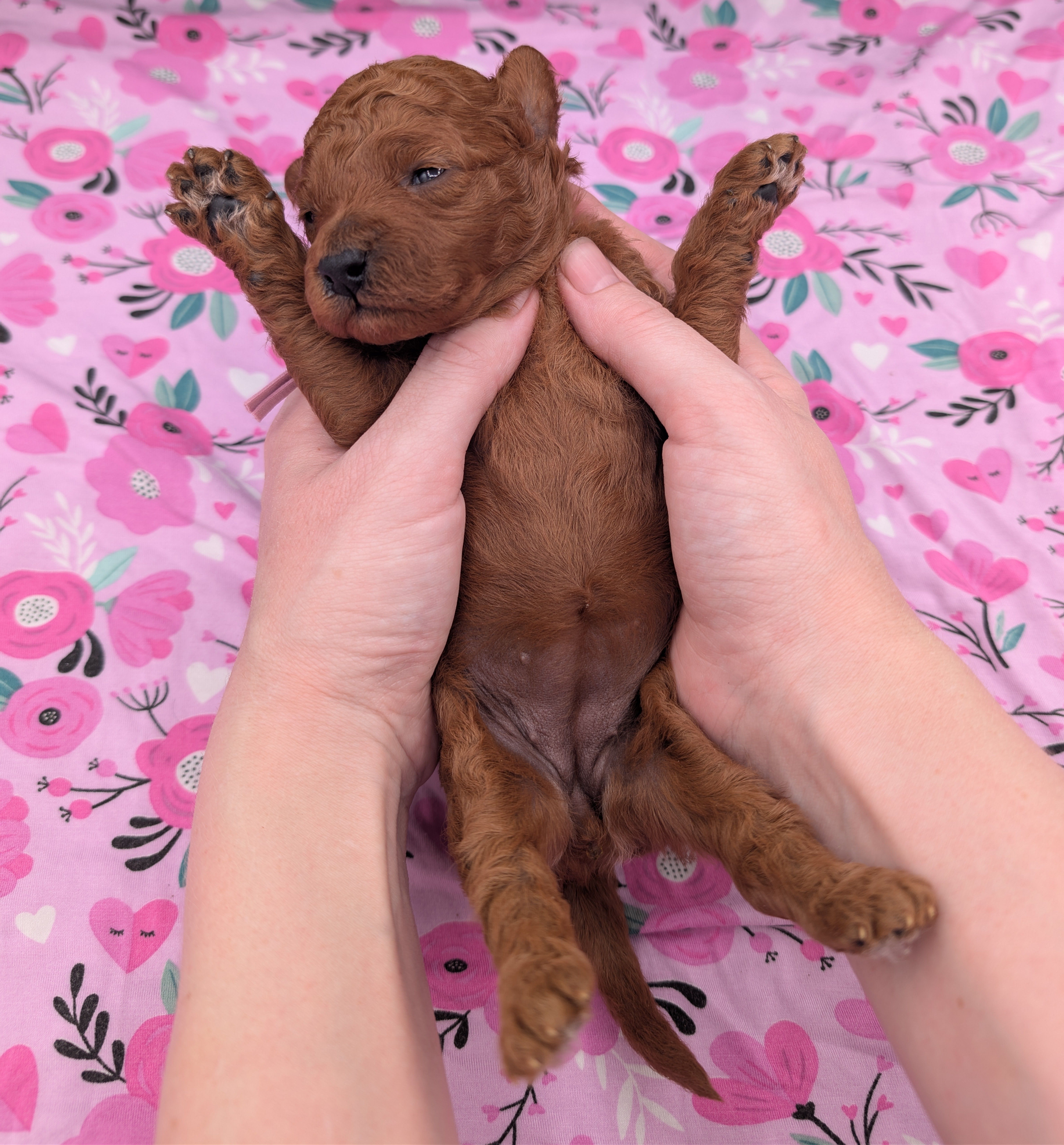 Ruth 💜, a female Poodle - Miniature  for sale in Meta, MO – Photo 10 of 10