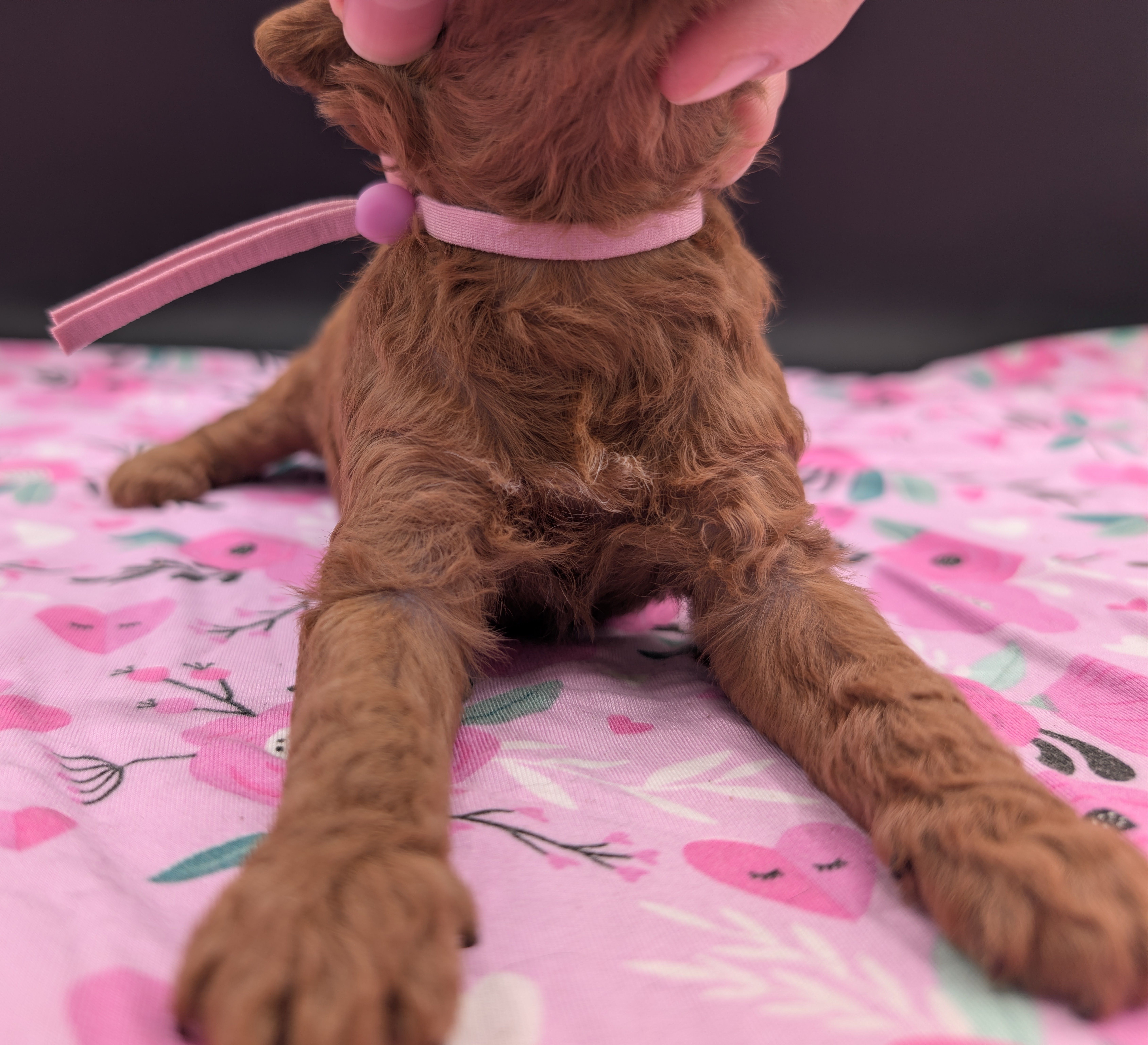 Ruth 💜, a female Poodle - Miniature  for sale in Meta, MO – Photo 3 of 10