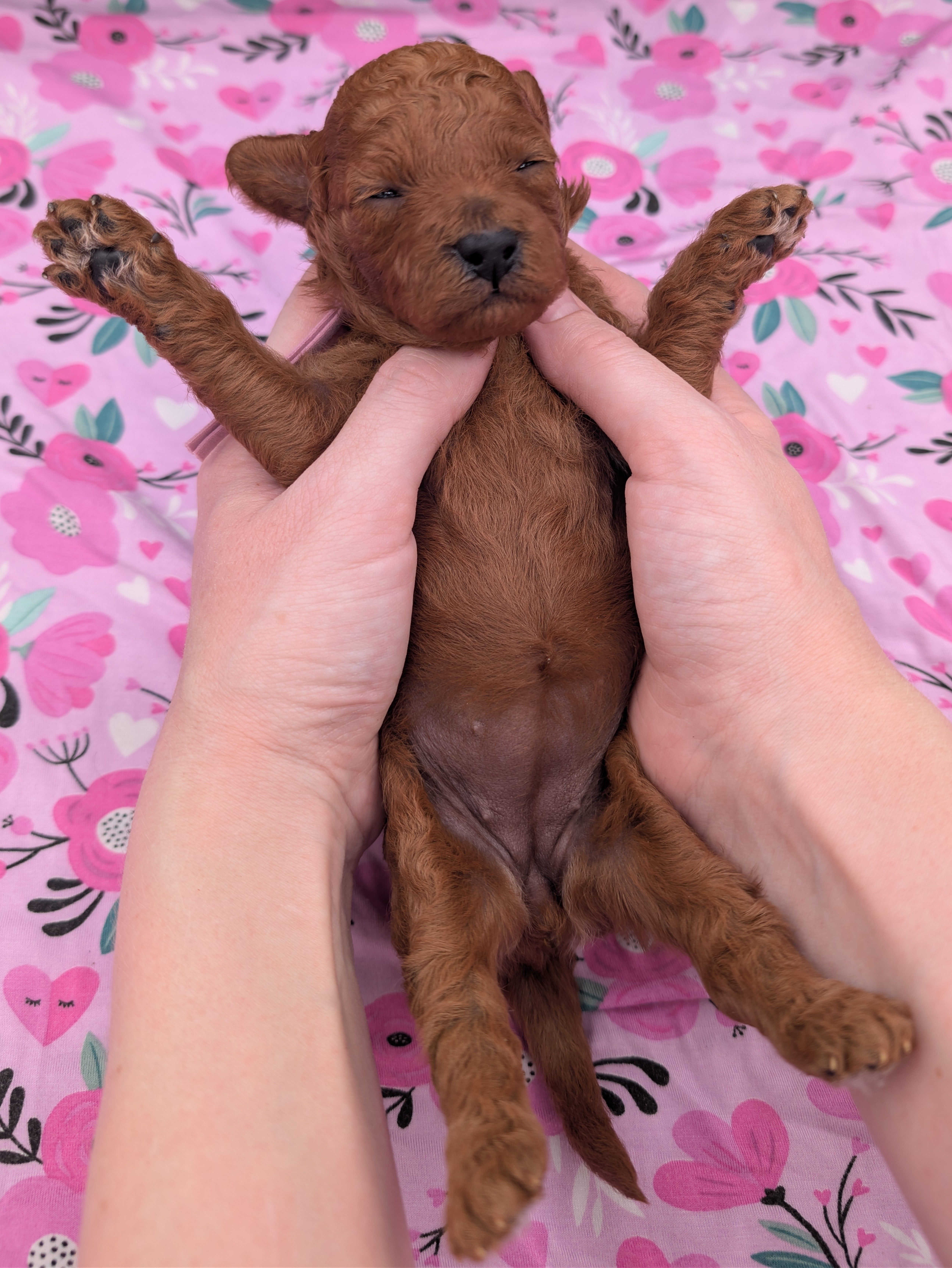 Ruth 💜, a female Poodle - Miniature  for sale in Meta, MO – Photo 9 of 10