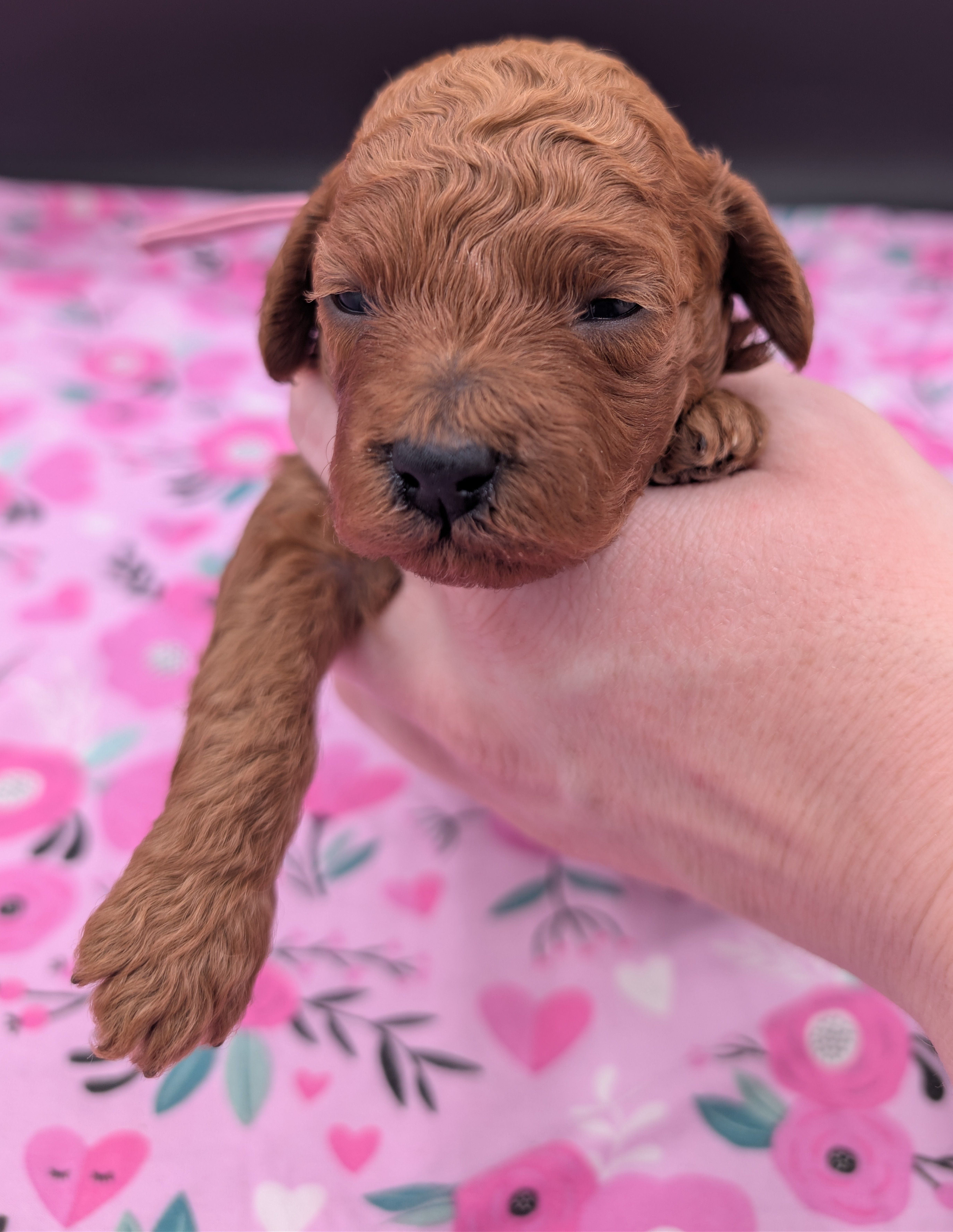 Ruth 💜, a female Poodle - Miniature  for sale in Meta, MO – Photo 4 of 10
