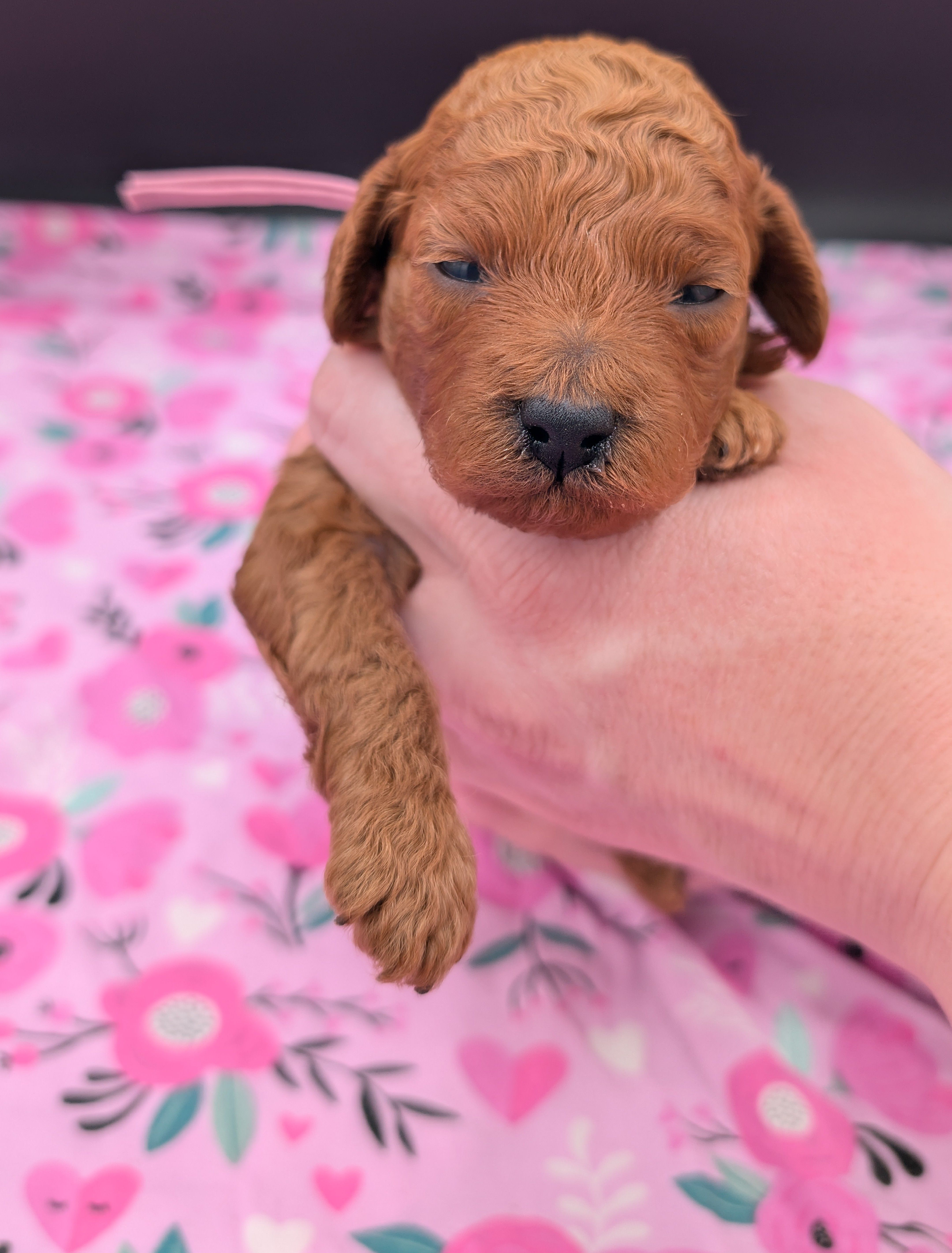 Ruth 💜, a female Poodle - Miniature  for sale in Meta, MO – Photo 2 of 10