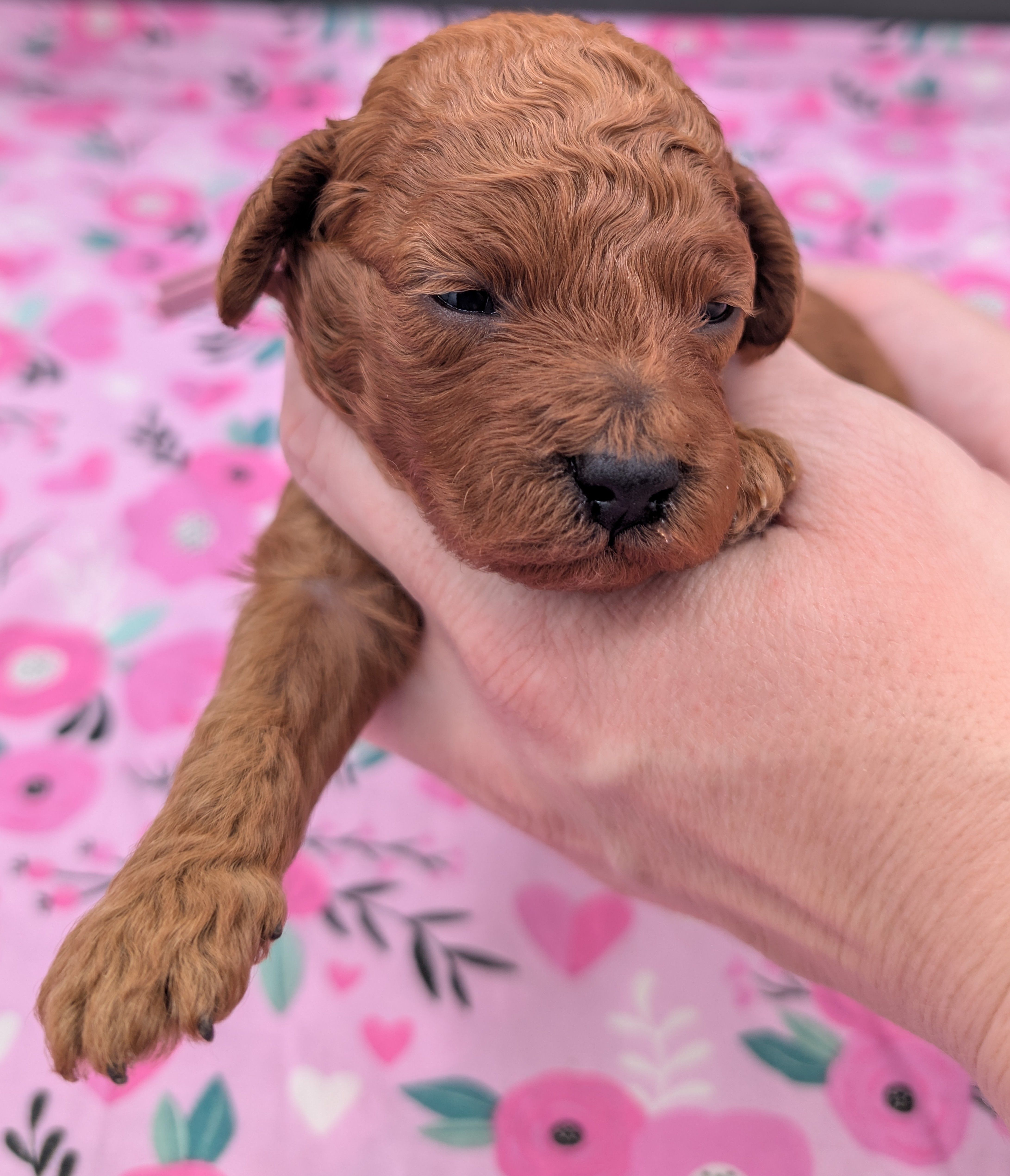 Ruth 💜 – Poodle - Miniature  puppy for sale in Meta, MO