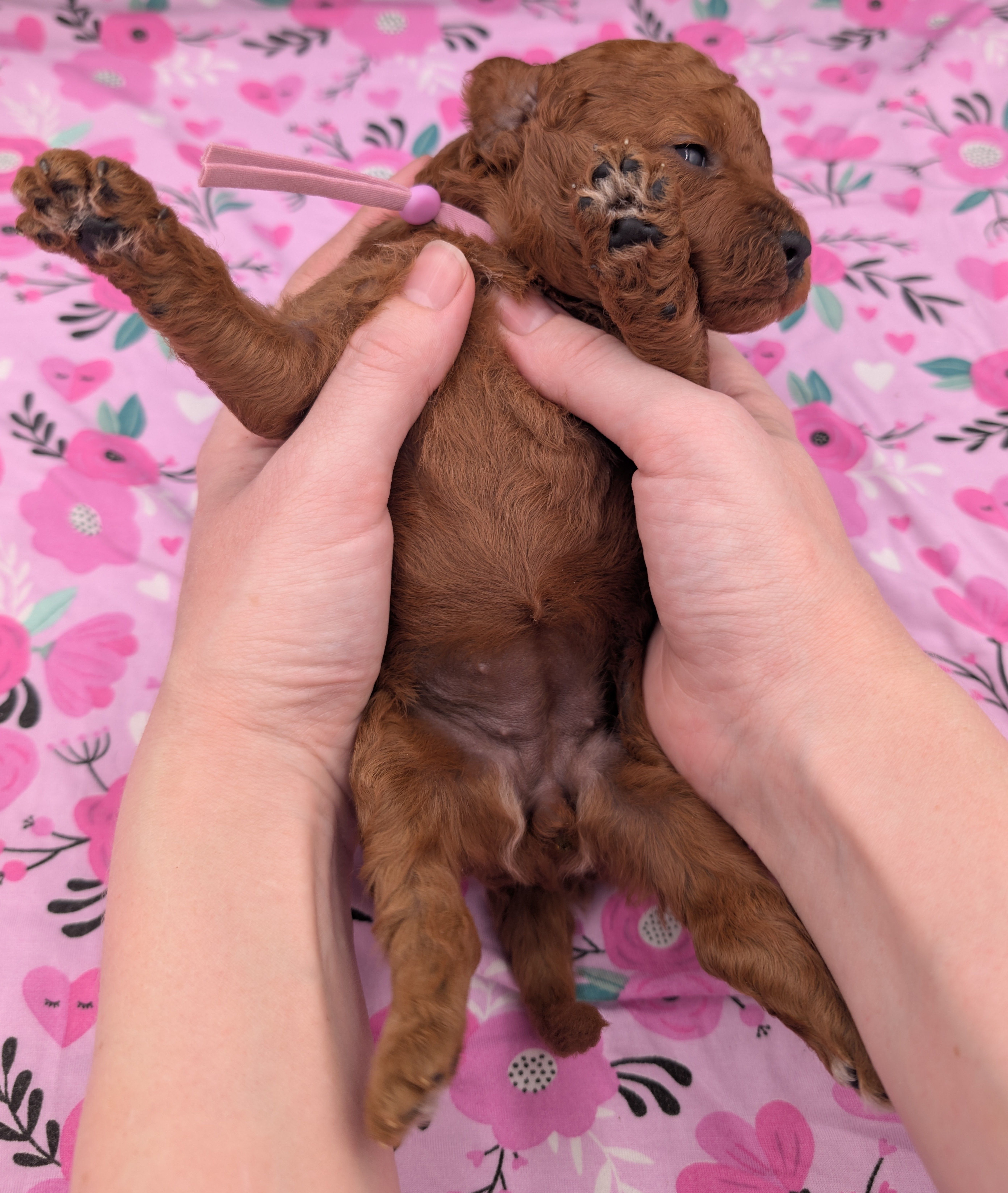 Ruth 💜, a female Poodle - Miniature  for sale in Meta, MO – Photo 7 of 10