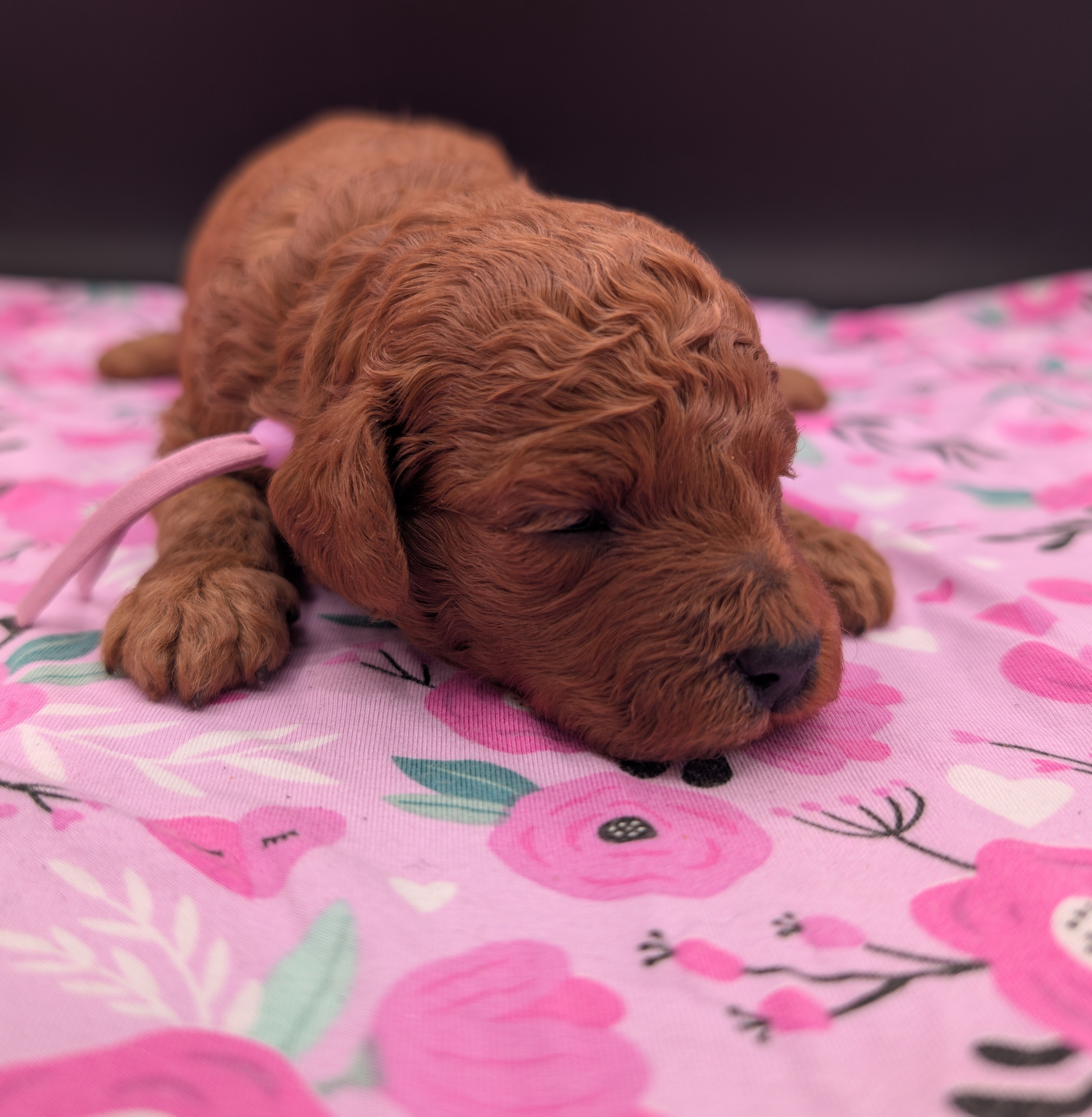 Ruth 💜, a female Poodle - Miniature  for sale in Meta, MO – Photo 5 of 10