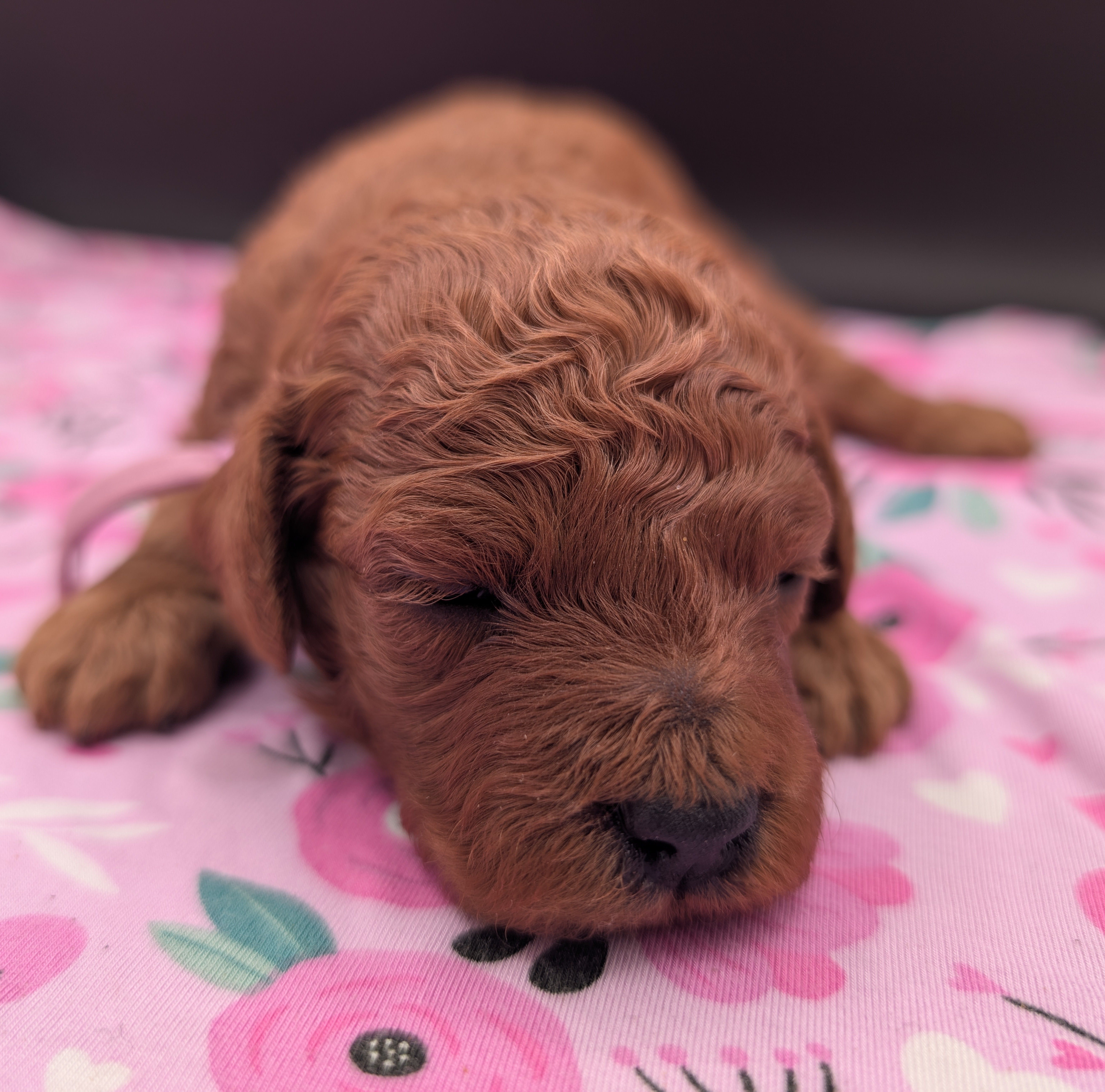 Ruth 💜, a female Poodle - Miniature  for sale in Meta, MO – Photo 8 of 10