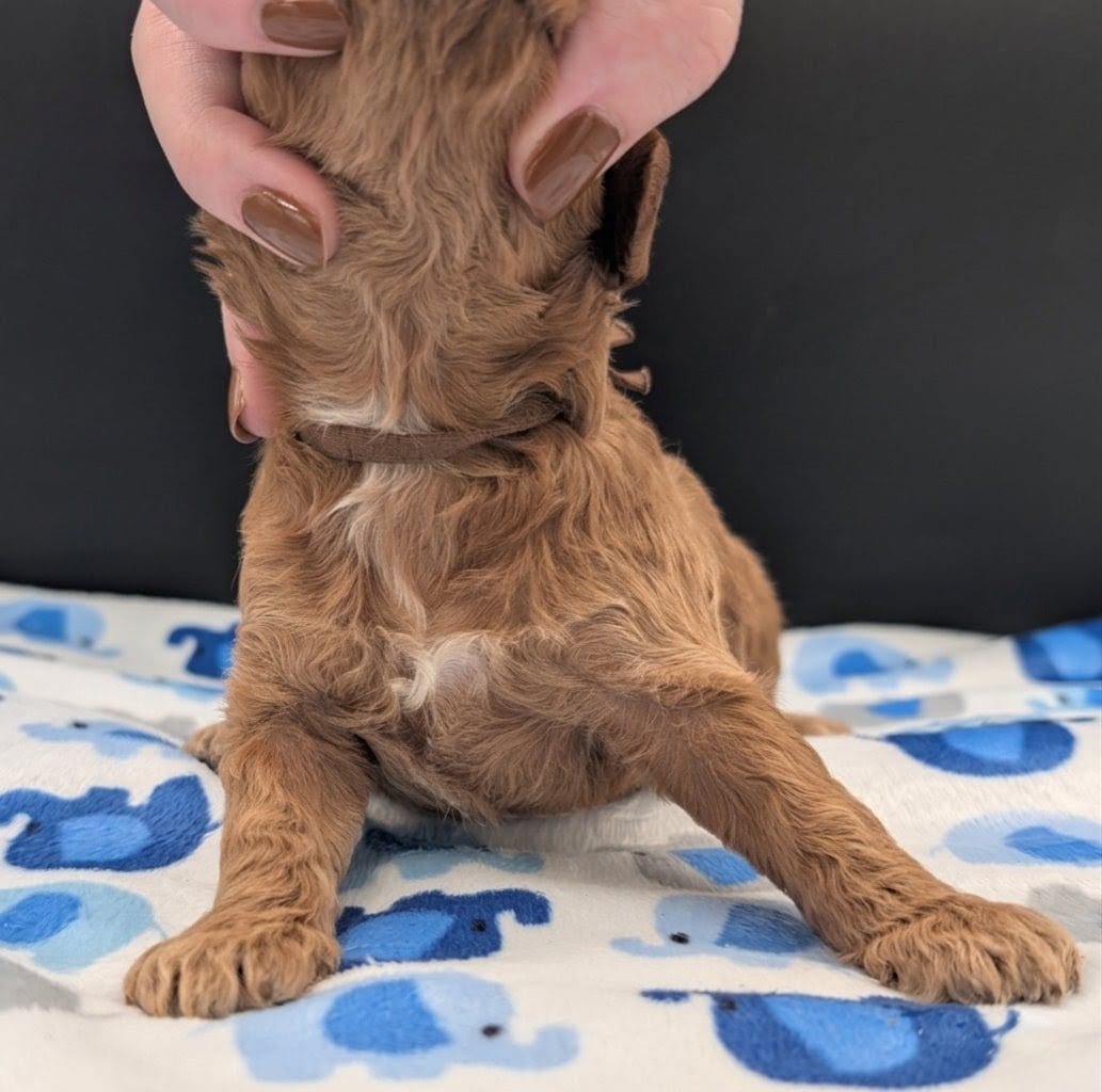 Abel 🤎 – Poodle - Miniature  puppy for sale in Meta, MO