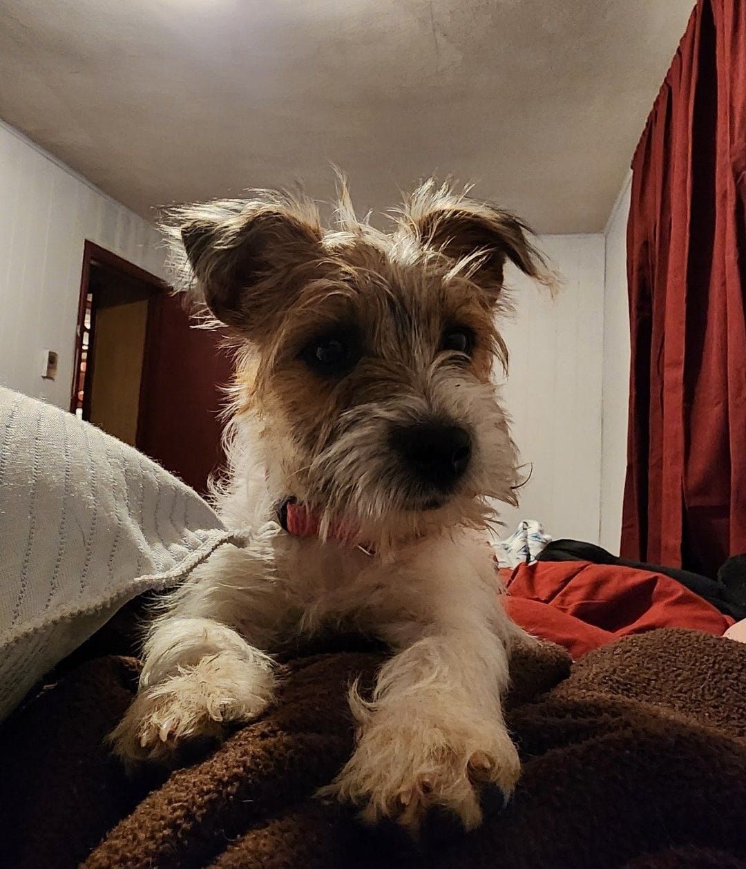 "Rooster", a male Jack Russell Terrier for sale in Koshkonong, MO – Photo 6 of 7